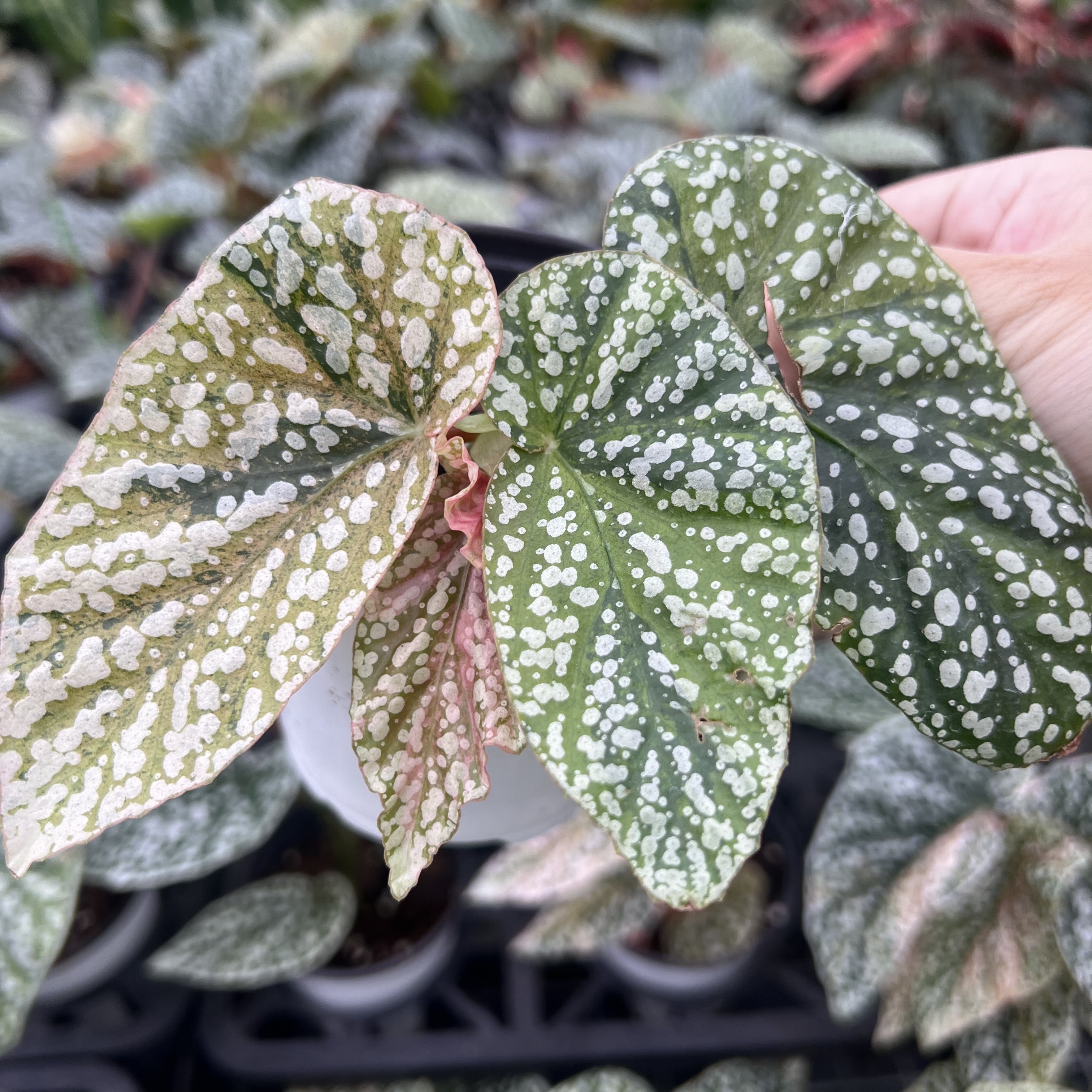Begonia Snow Capped Variegated