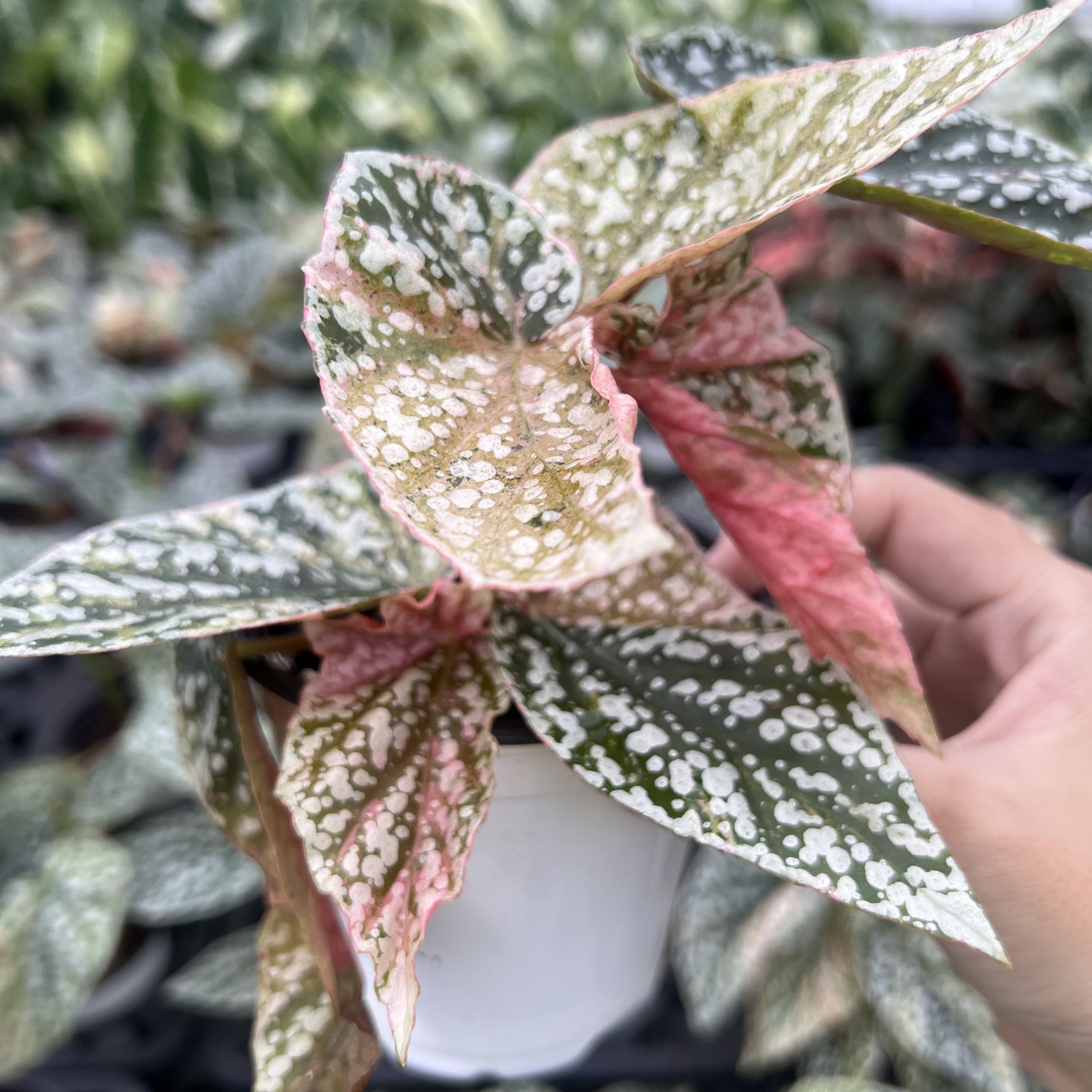Begonia Snow Capped Variegated