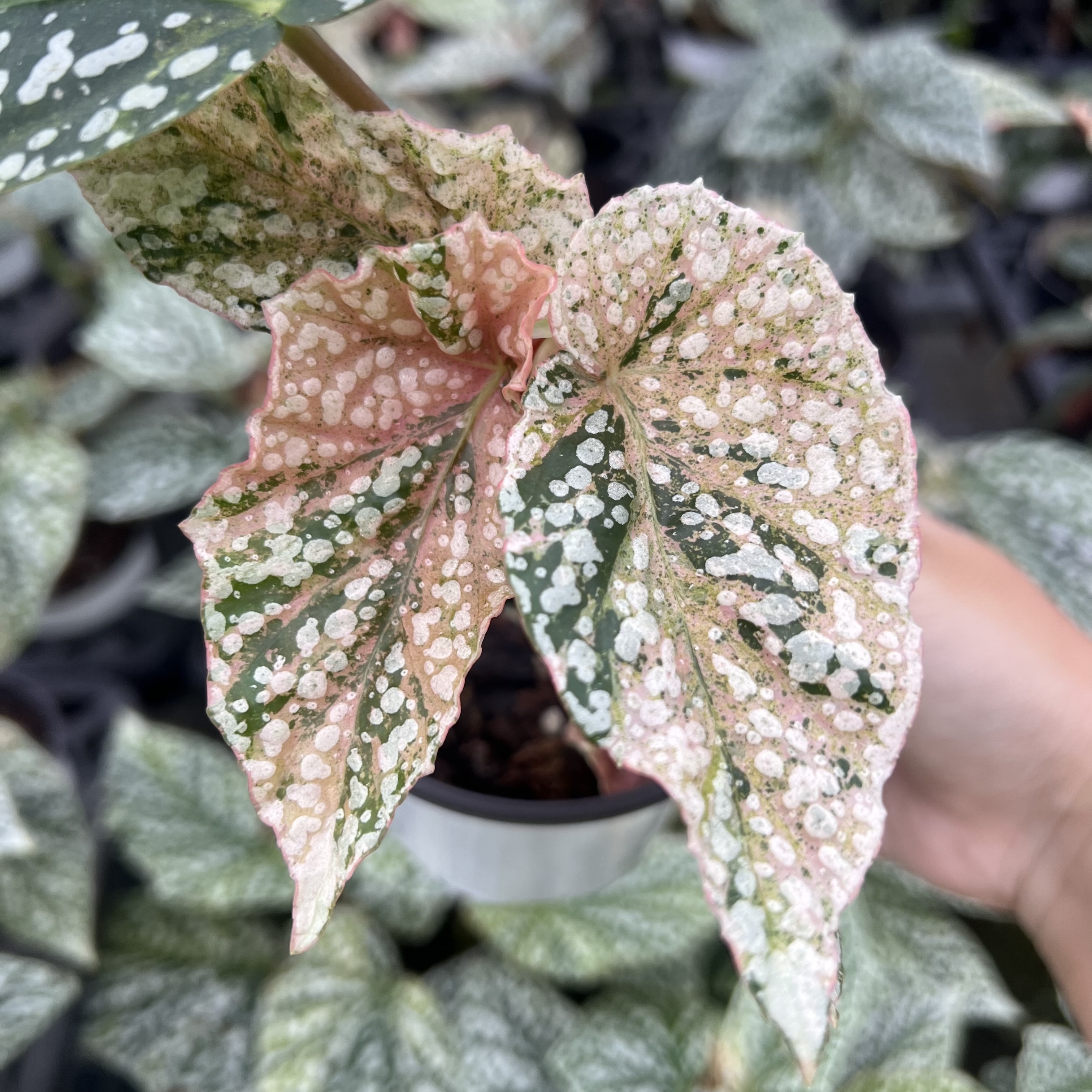 Begonia Snow Capped Variegated