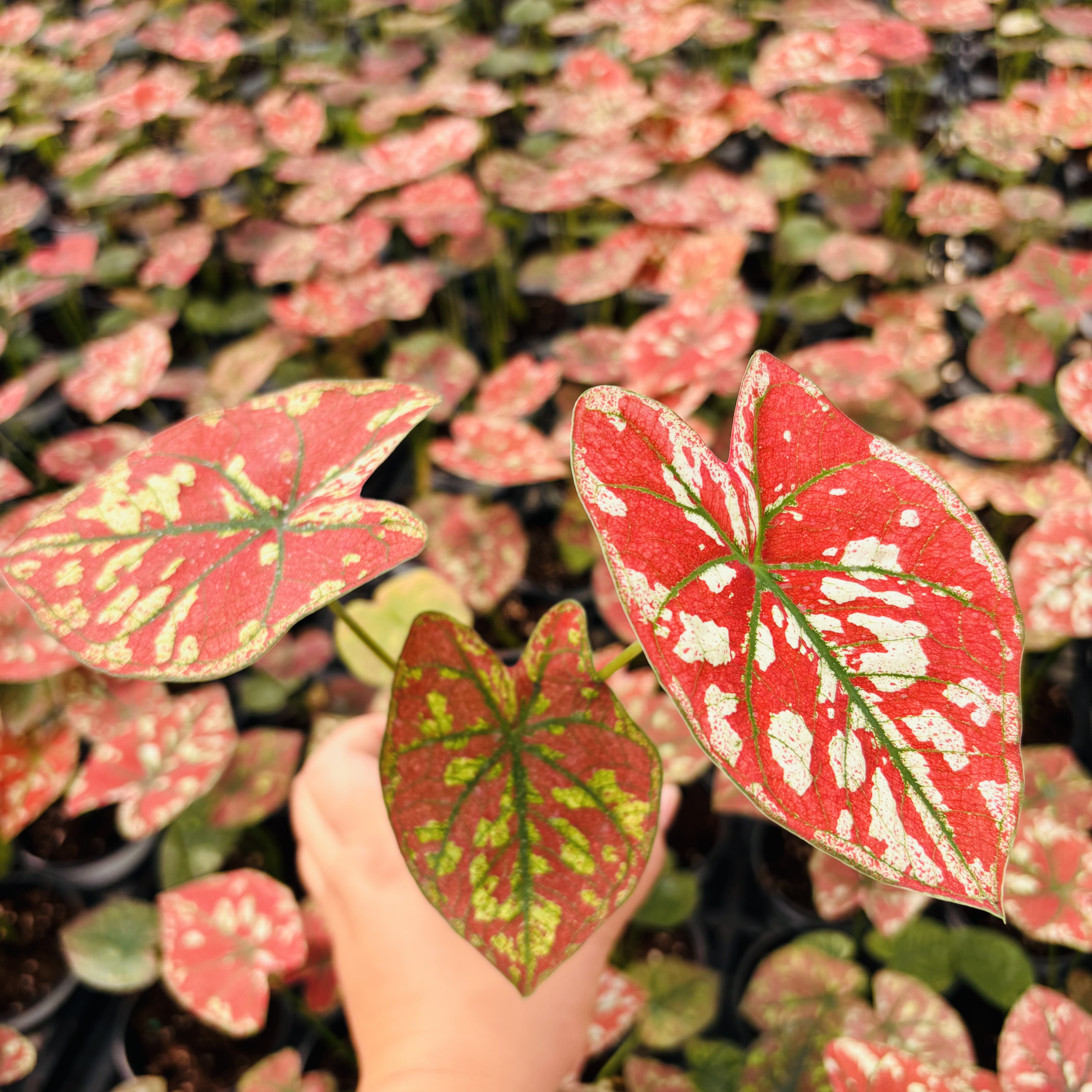 Caladium The Only One In the Universe