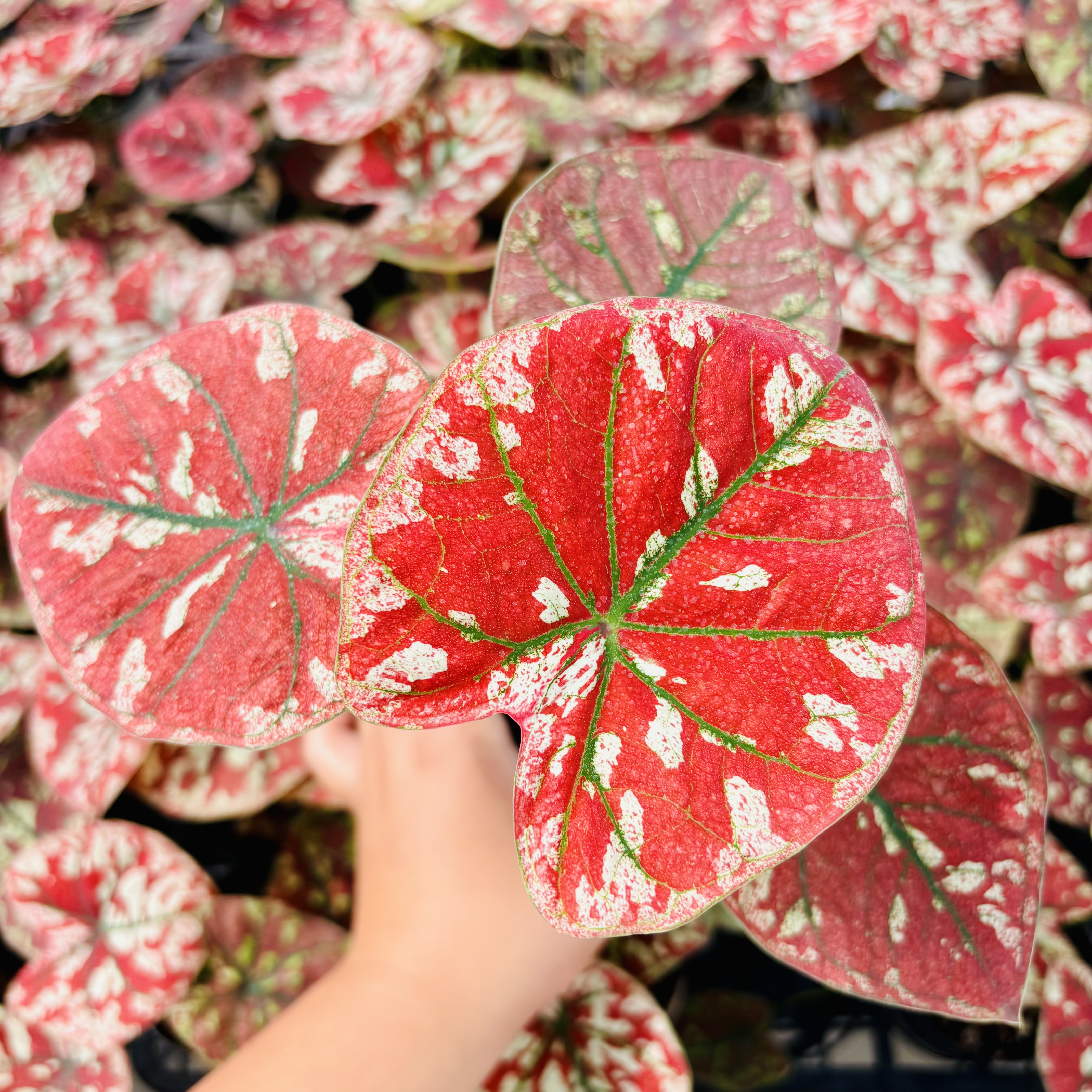 Caladium The Only One In the Universe