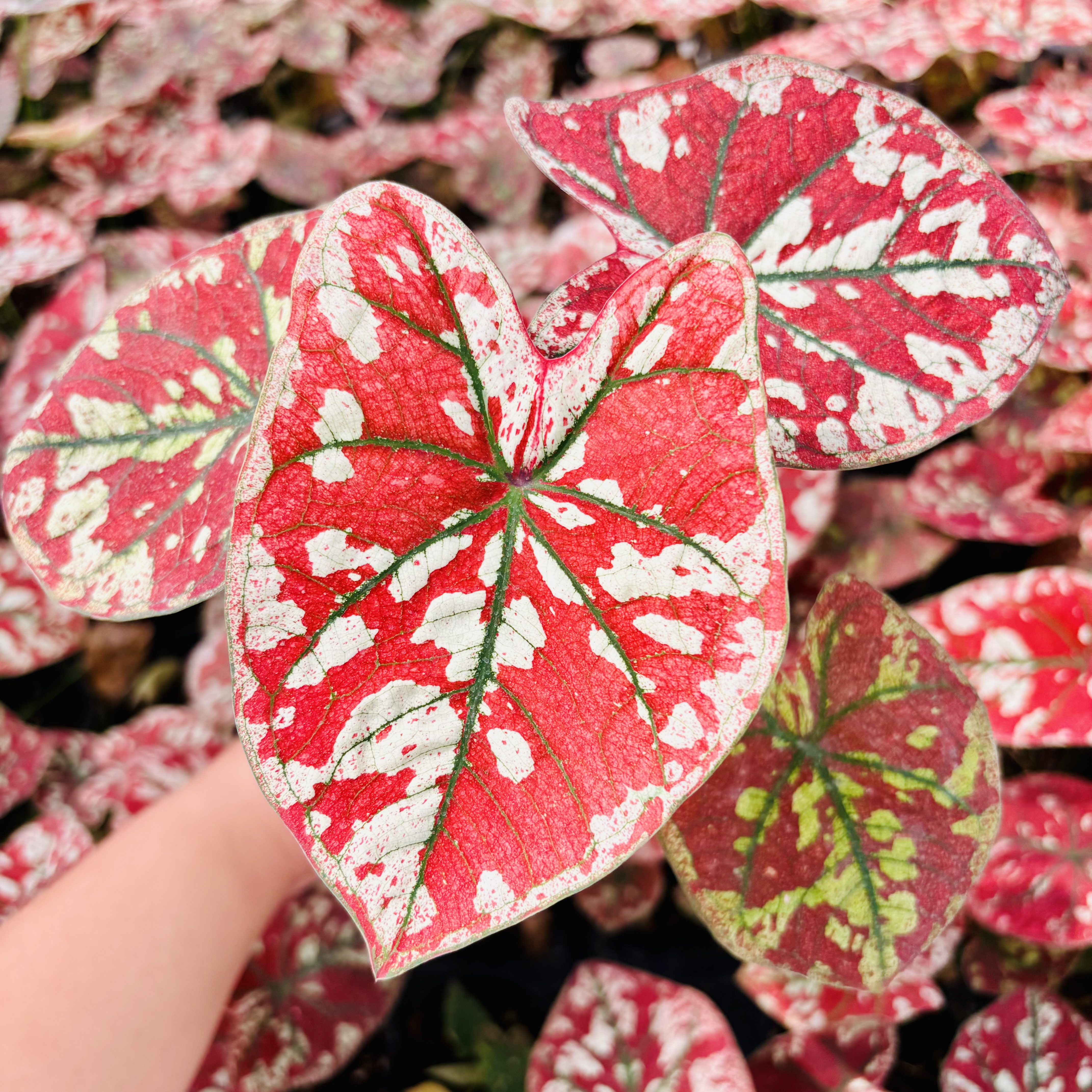 Caladium The Only One In the Universe