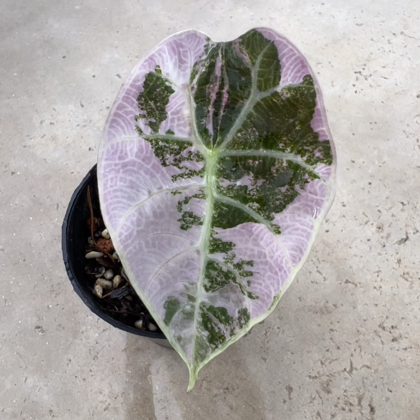 Alocasia Watsoniana Doff Pink Variegated