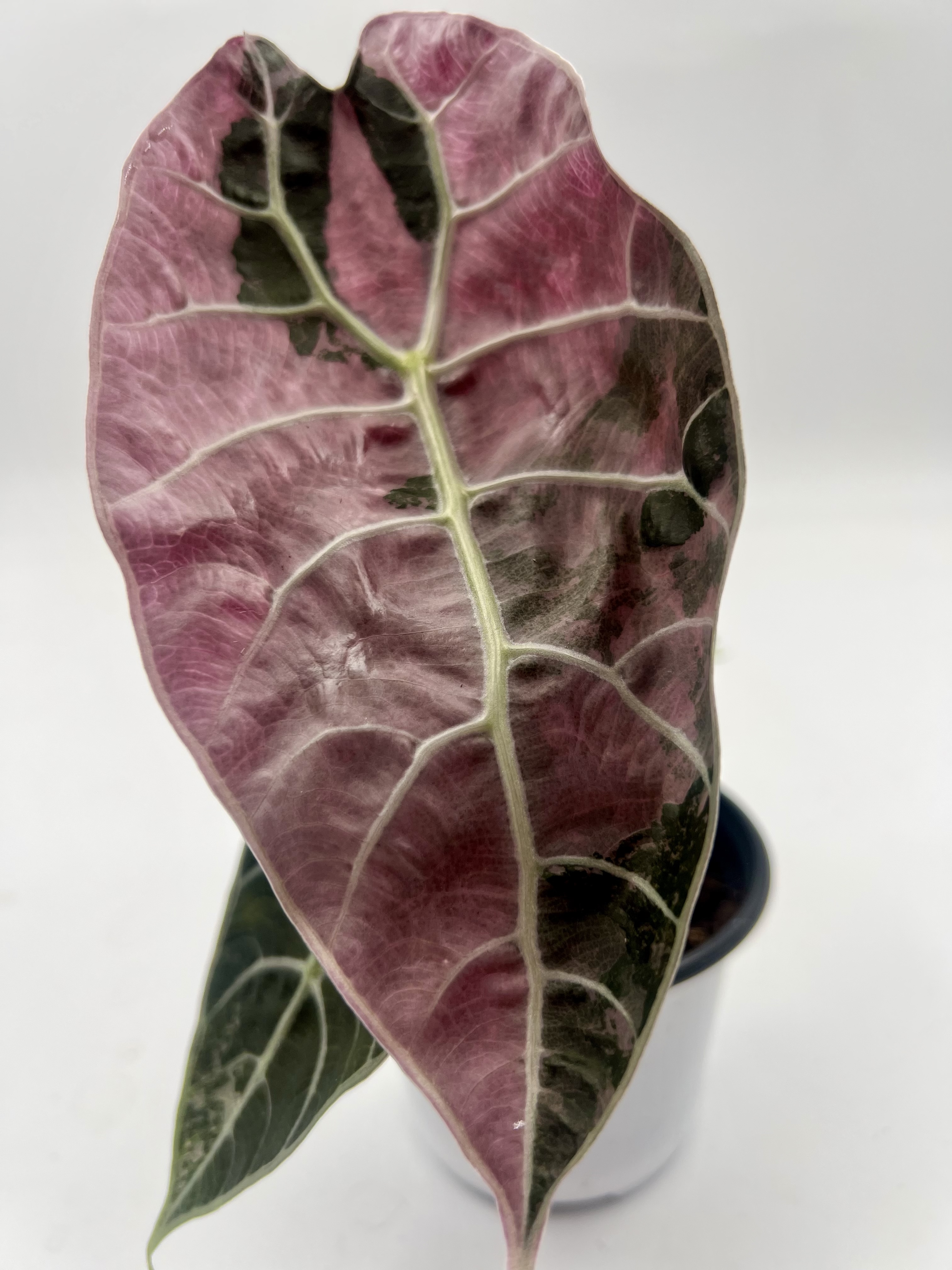 Alocasia Watsoniana Doff Pink Variegated