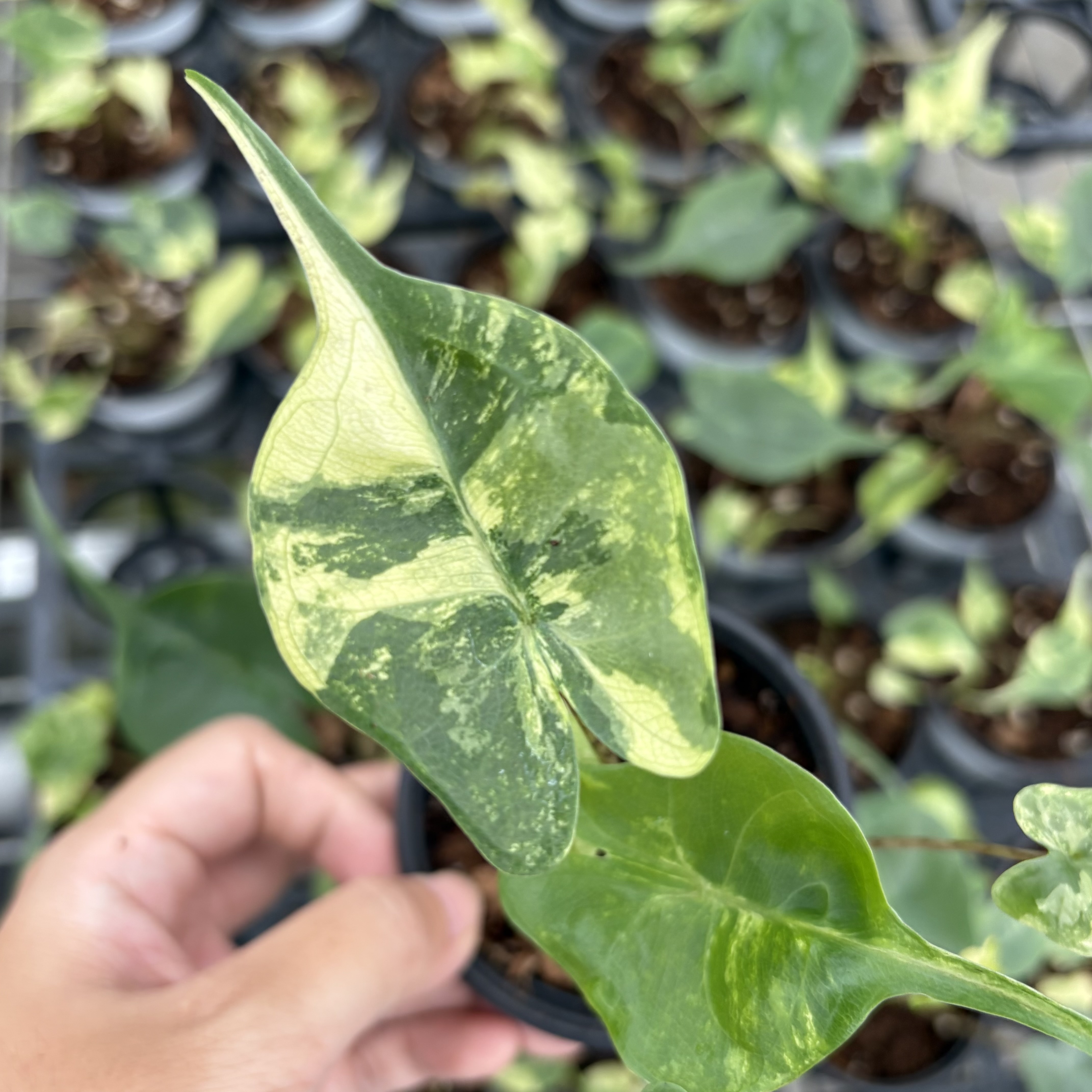 Alocasia Stingray Aurea