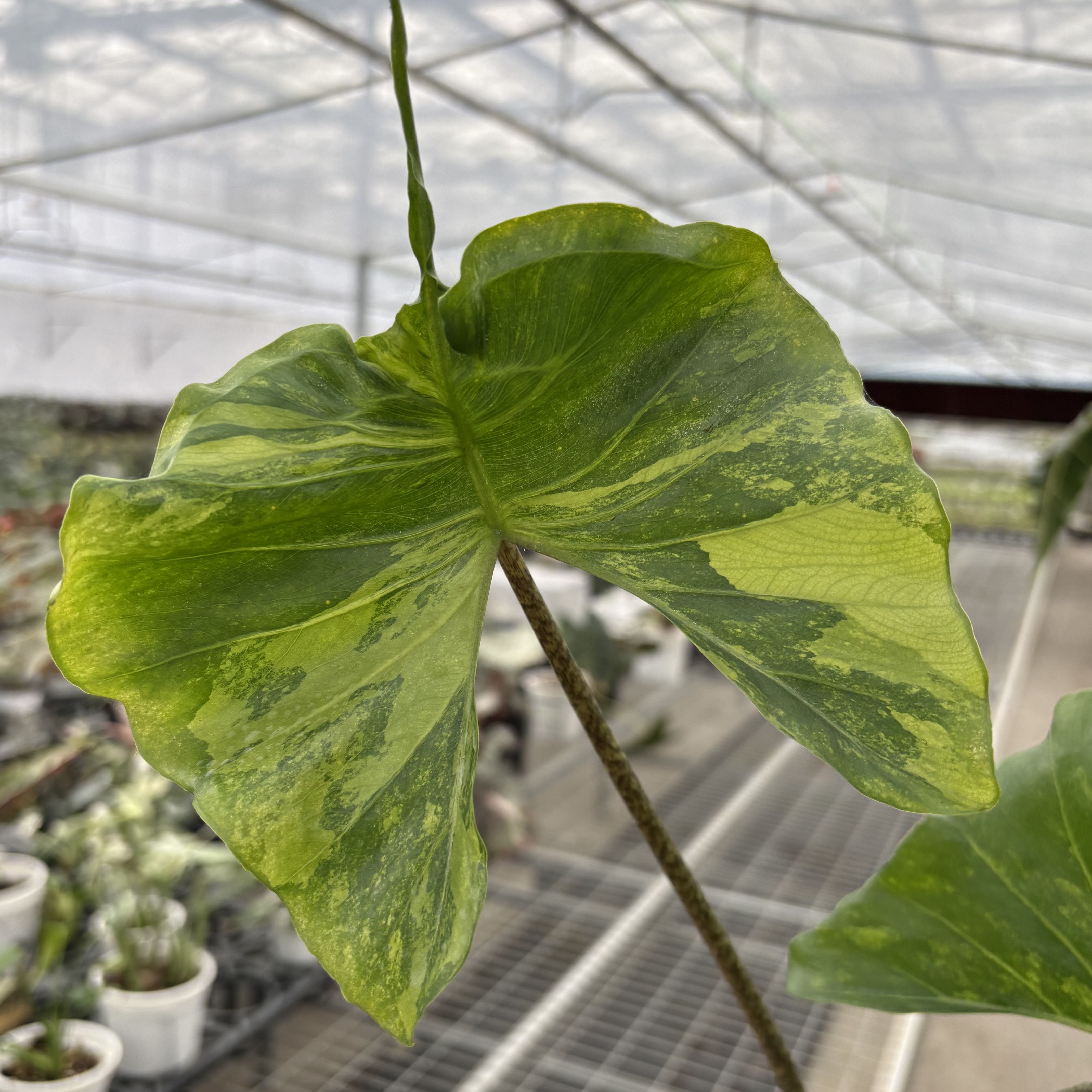 Alocasia Stingray Aurea