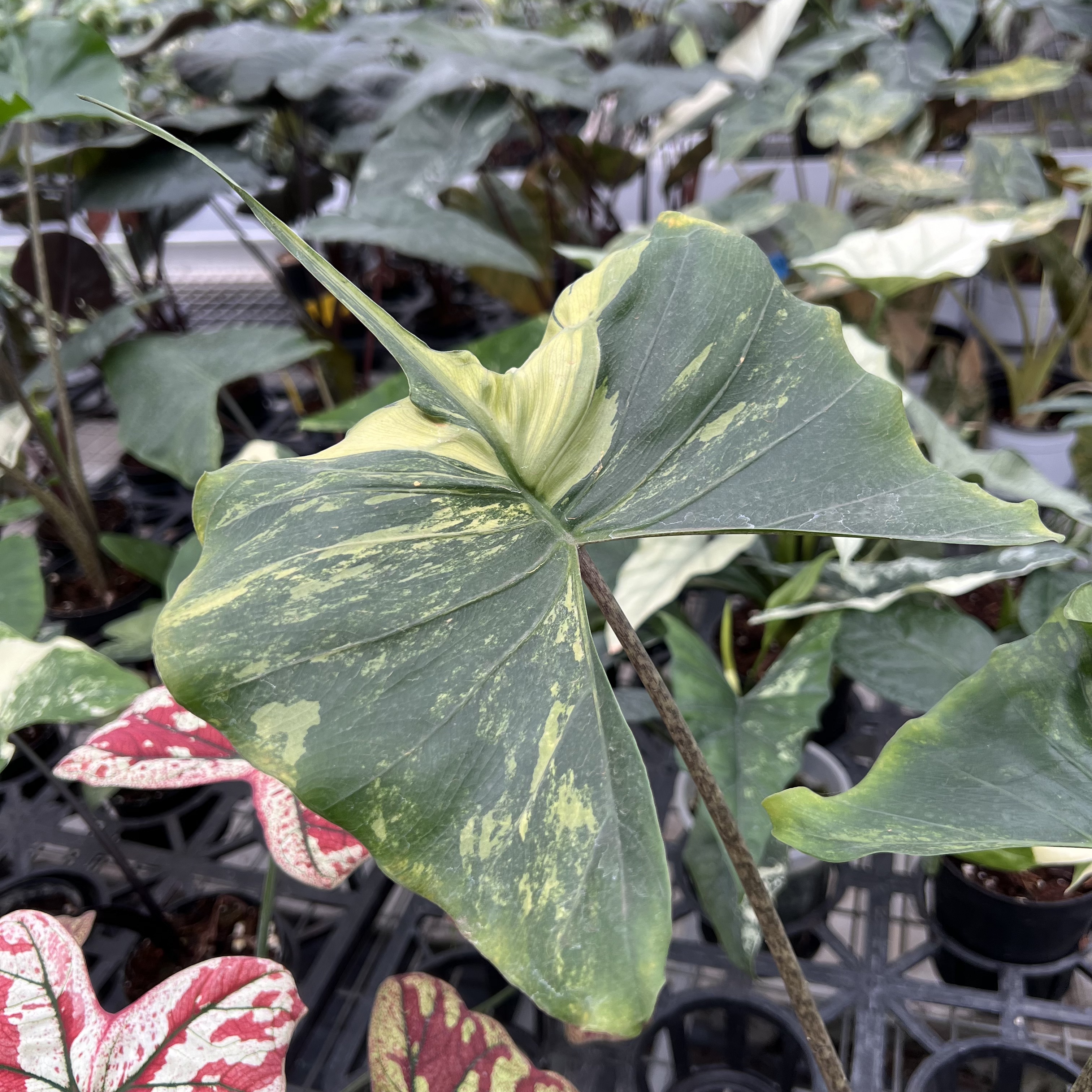 Alocasia Stingray Aurea