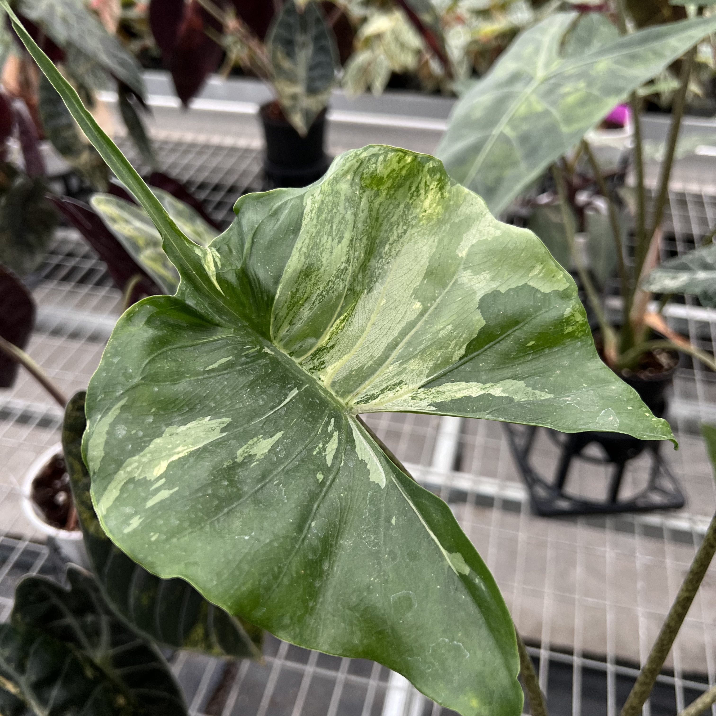 Alocasia Stingray Albo