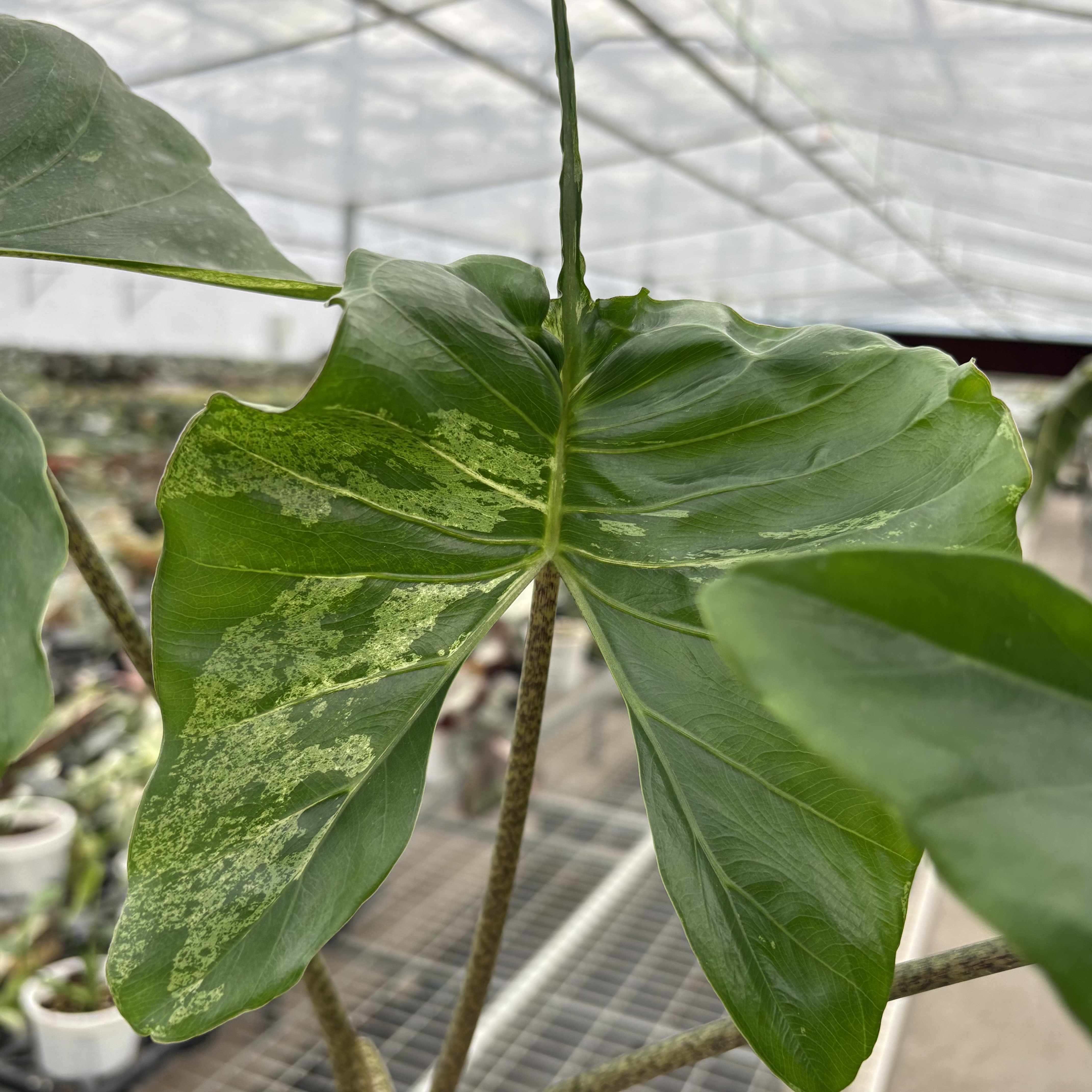 Alocasia Stingray Albo
