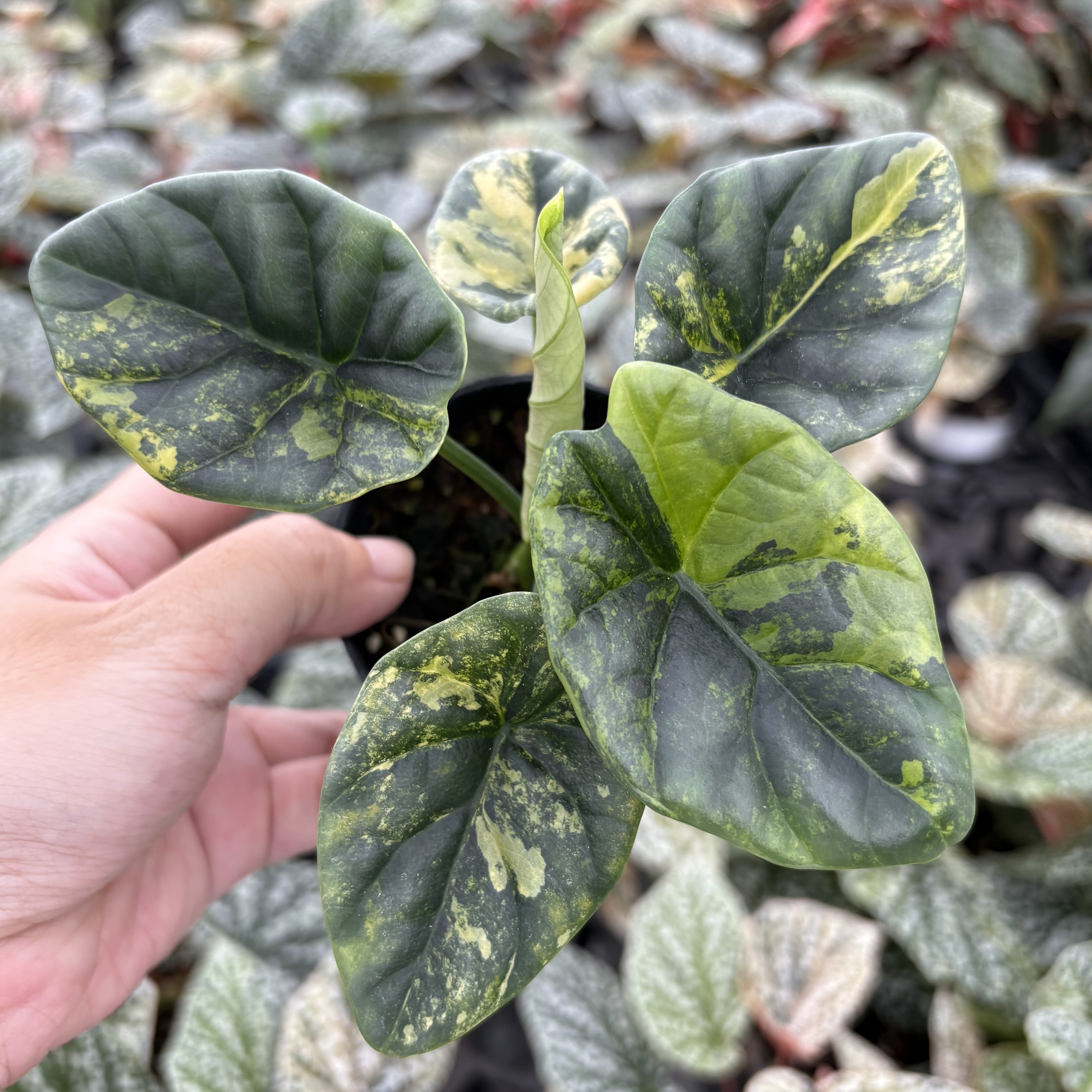 Alocasia Sinuata Aurea