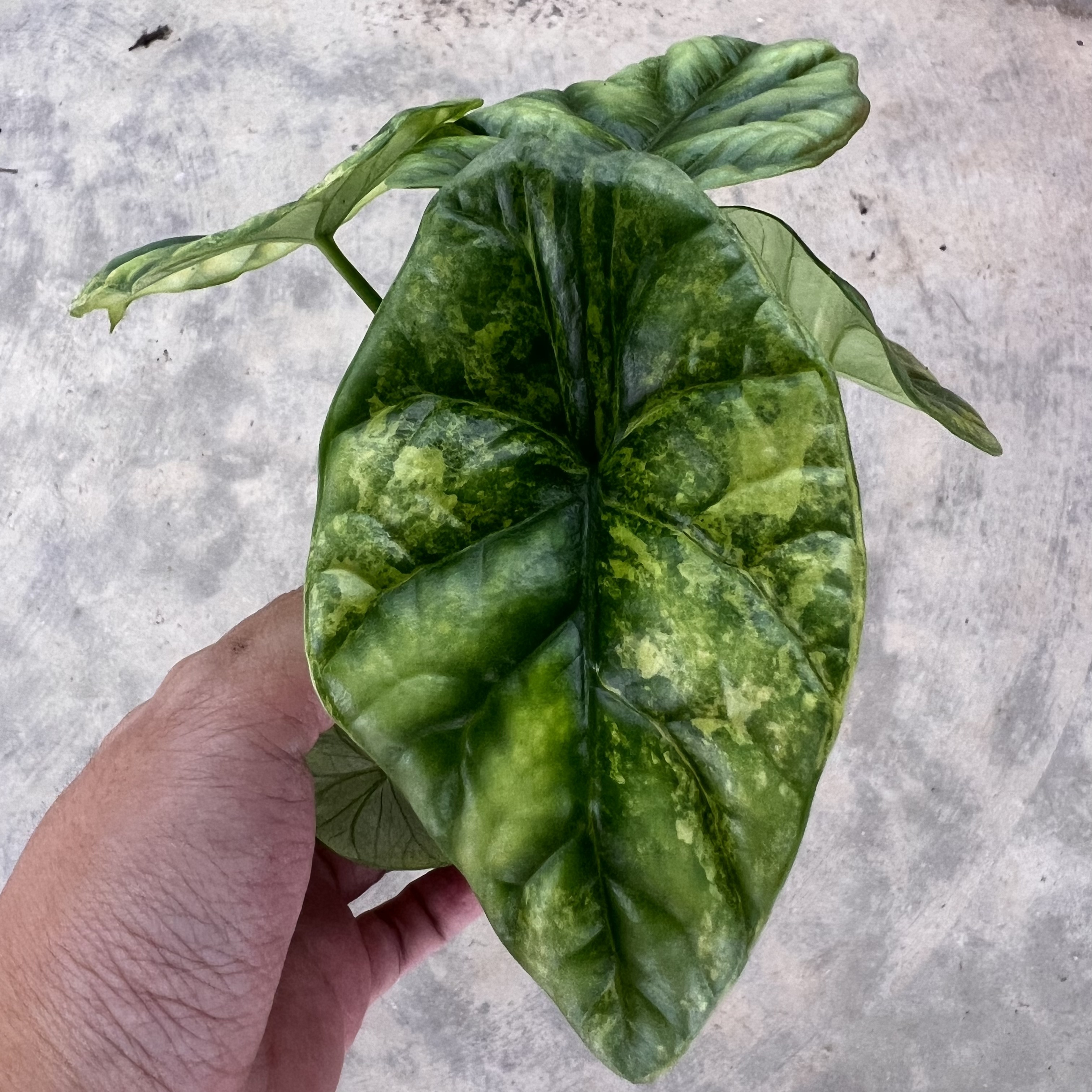 Alocasia Sinuata Aurea