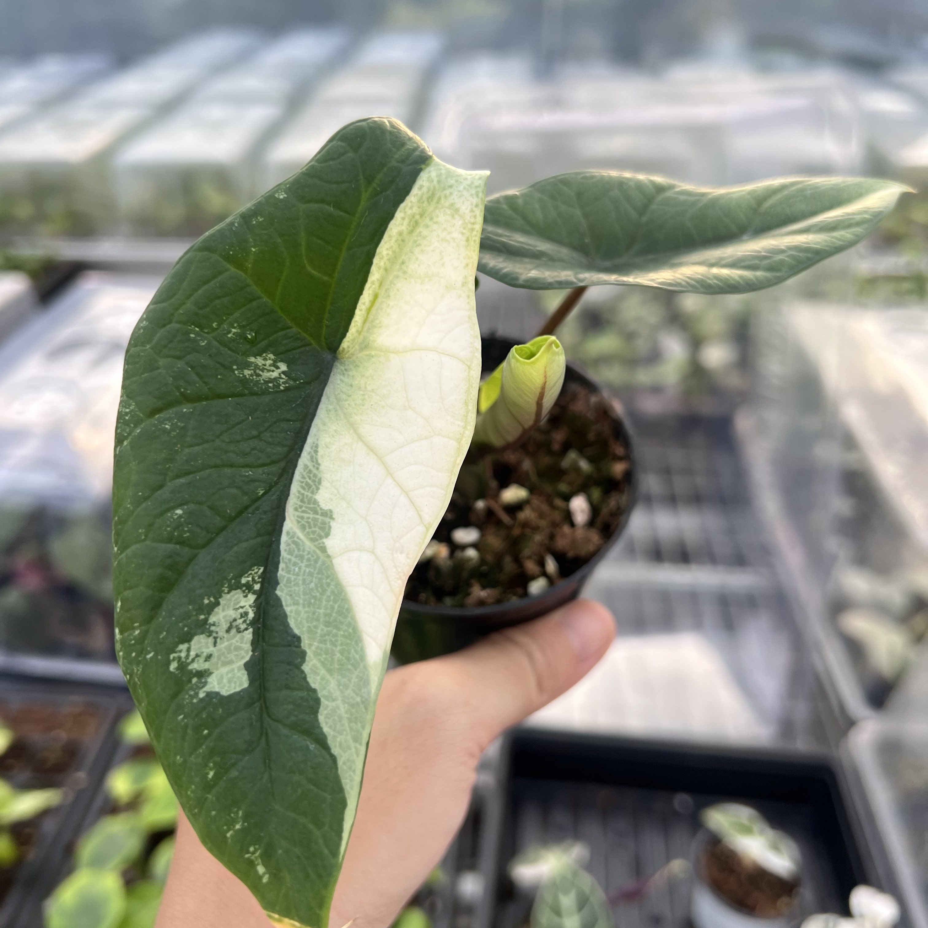 Alocasia Scalprum Albo Variegated