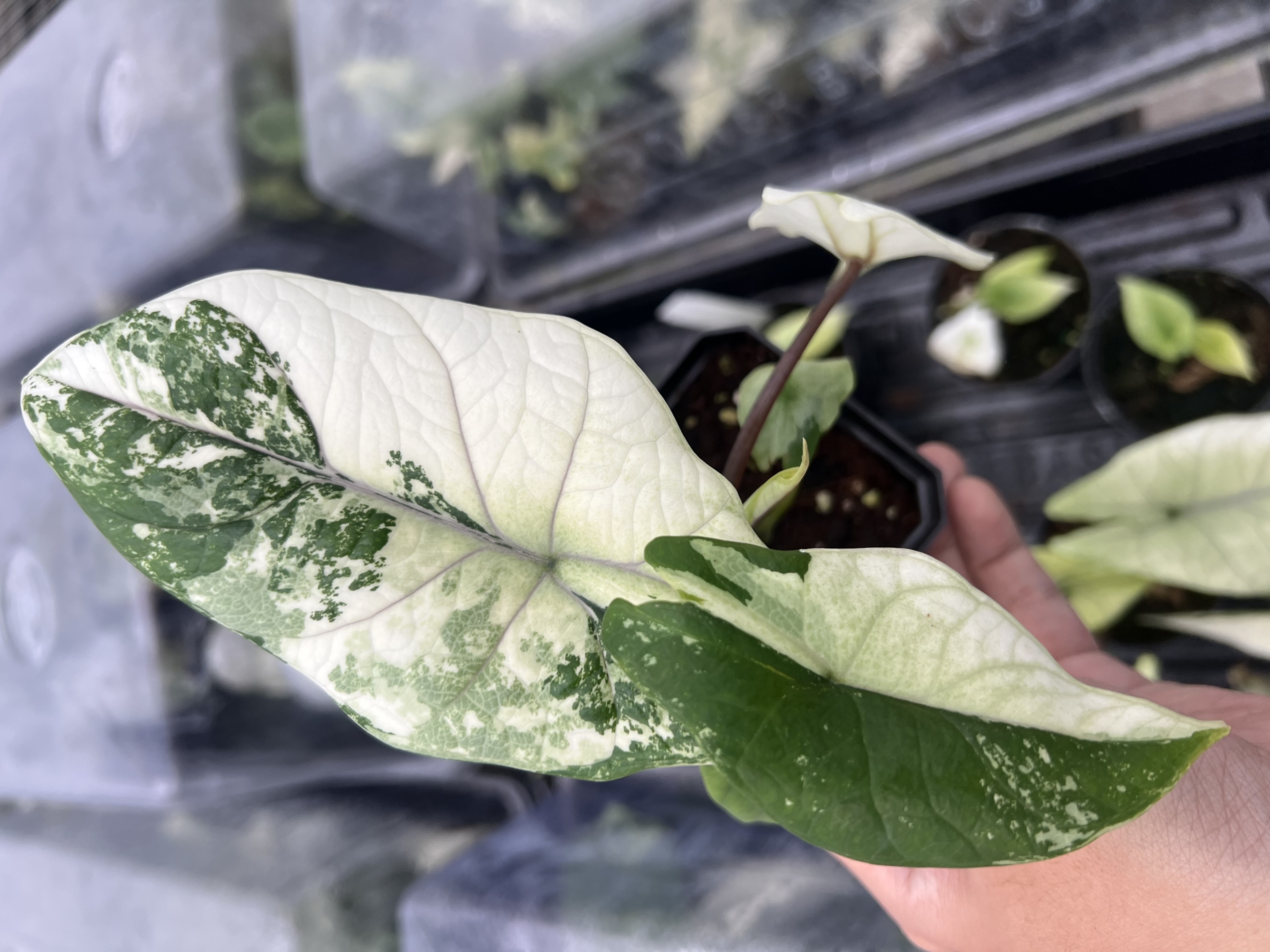 Alocasia Scalprum Albo Variegated