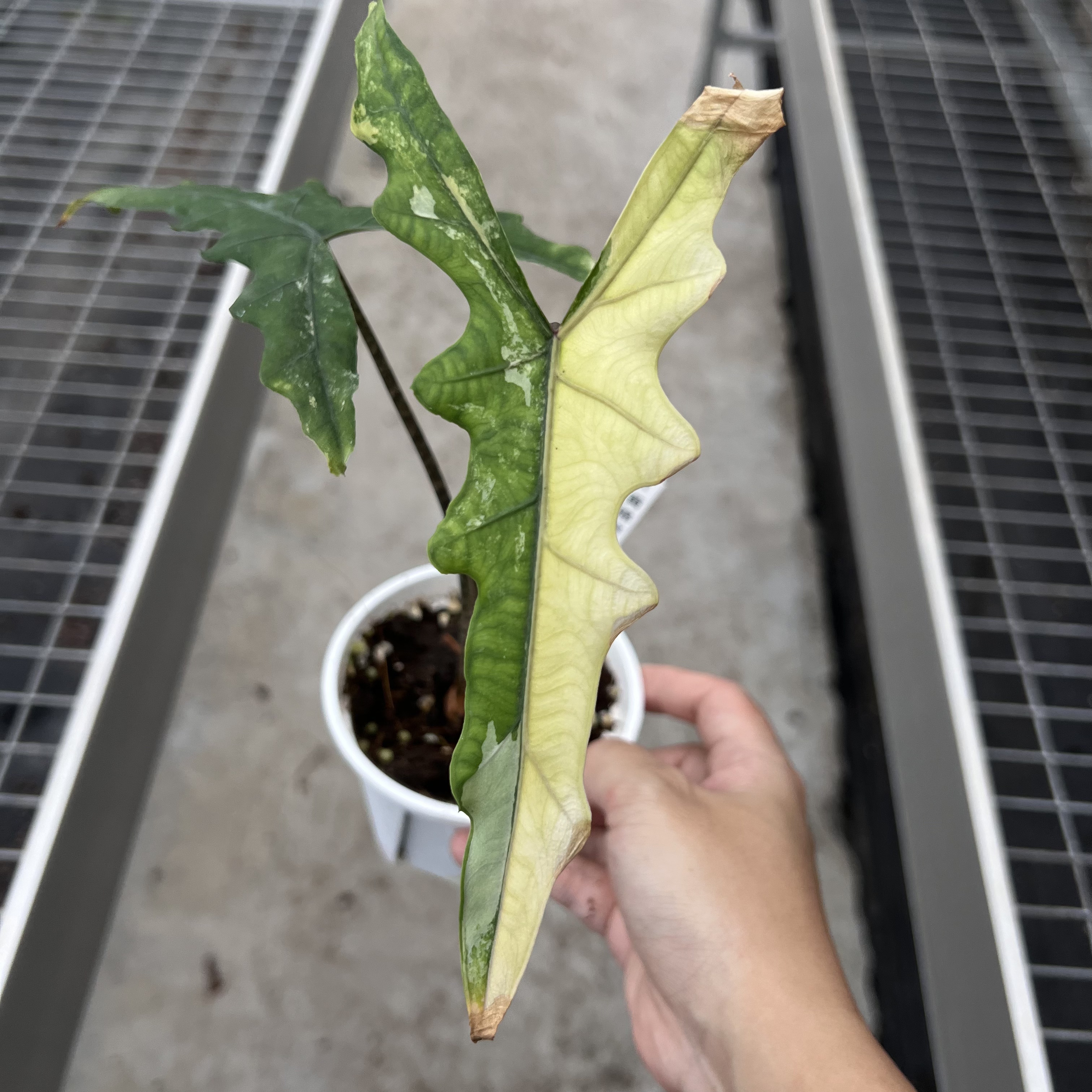 Alocasia Sabrina Narrow Aurea Variegated