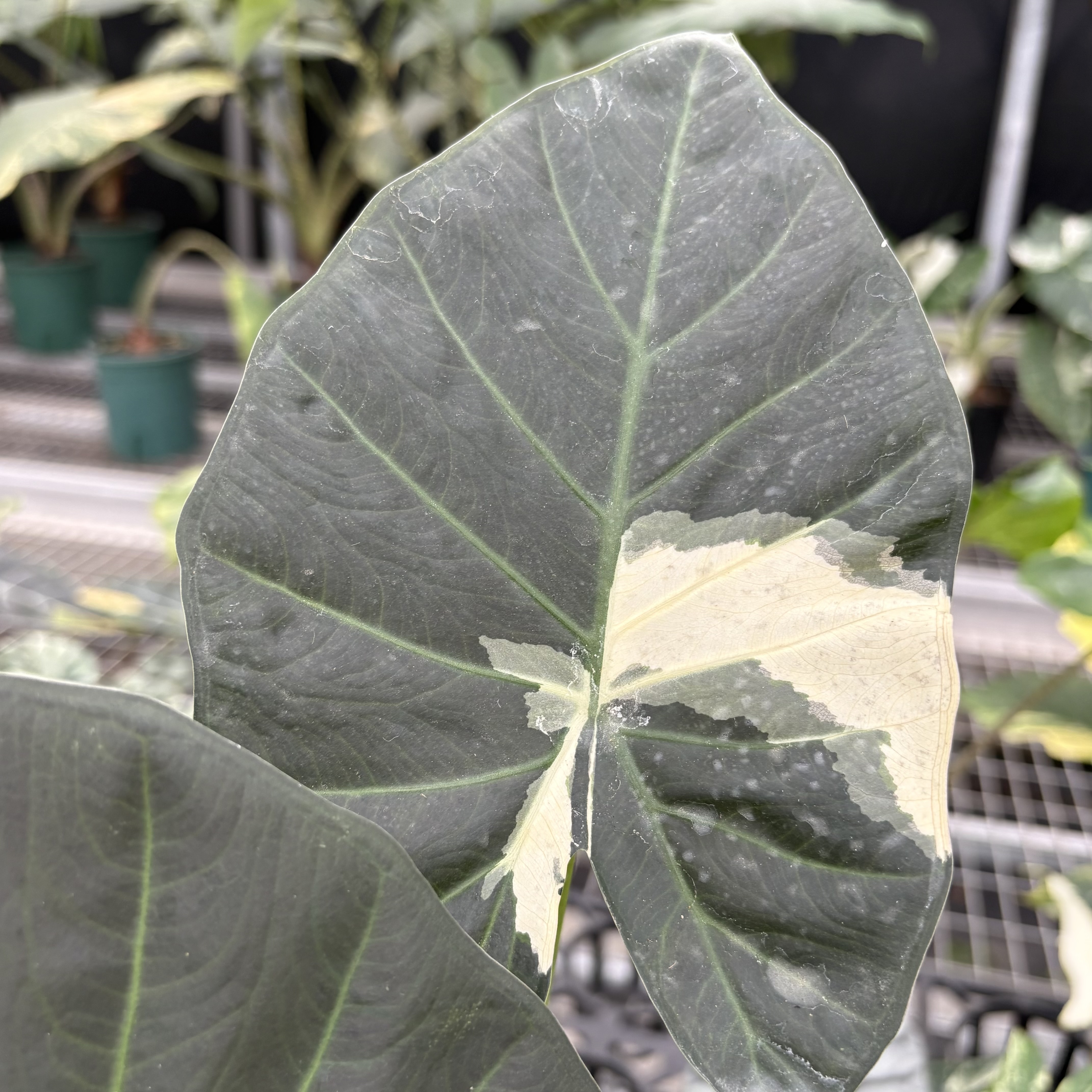 Alocasia Regal Shields Albo Variegated