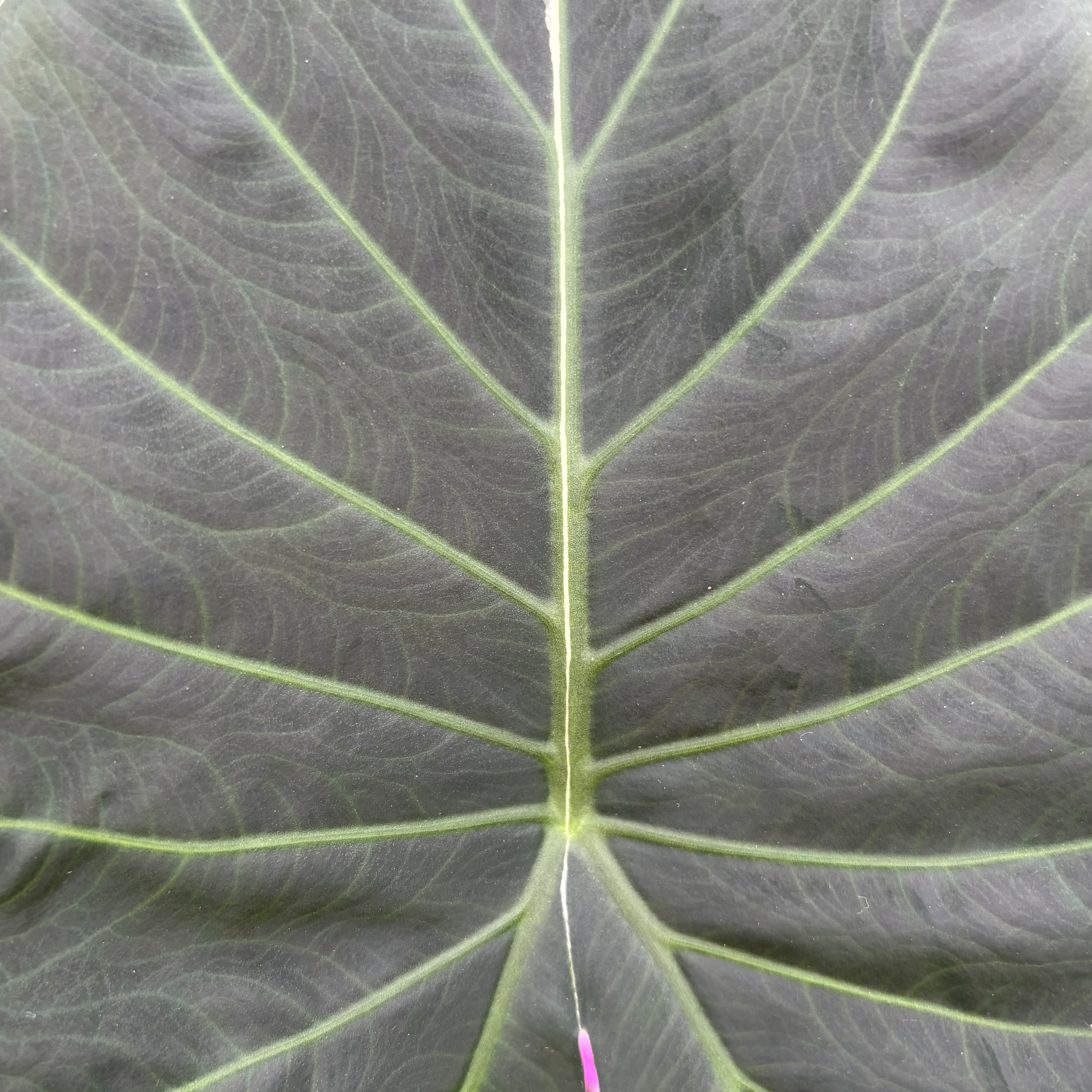 Alocasia Regal Shields Albo Variegated