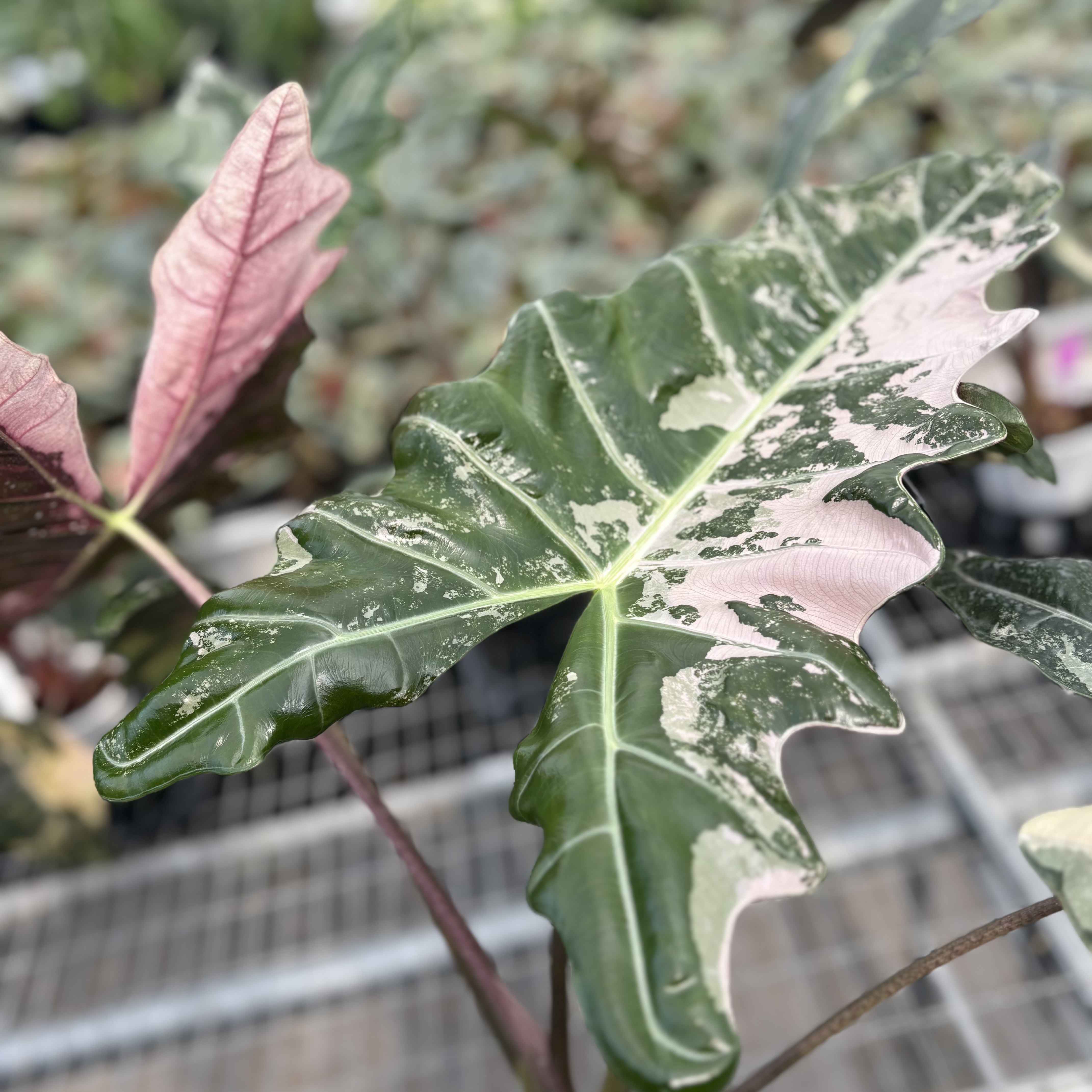 Alocasia Psuedo Sanderiana Pink Variegated
