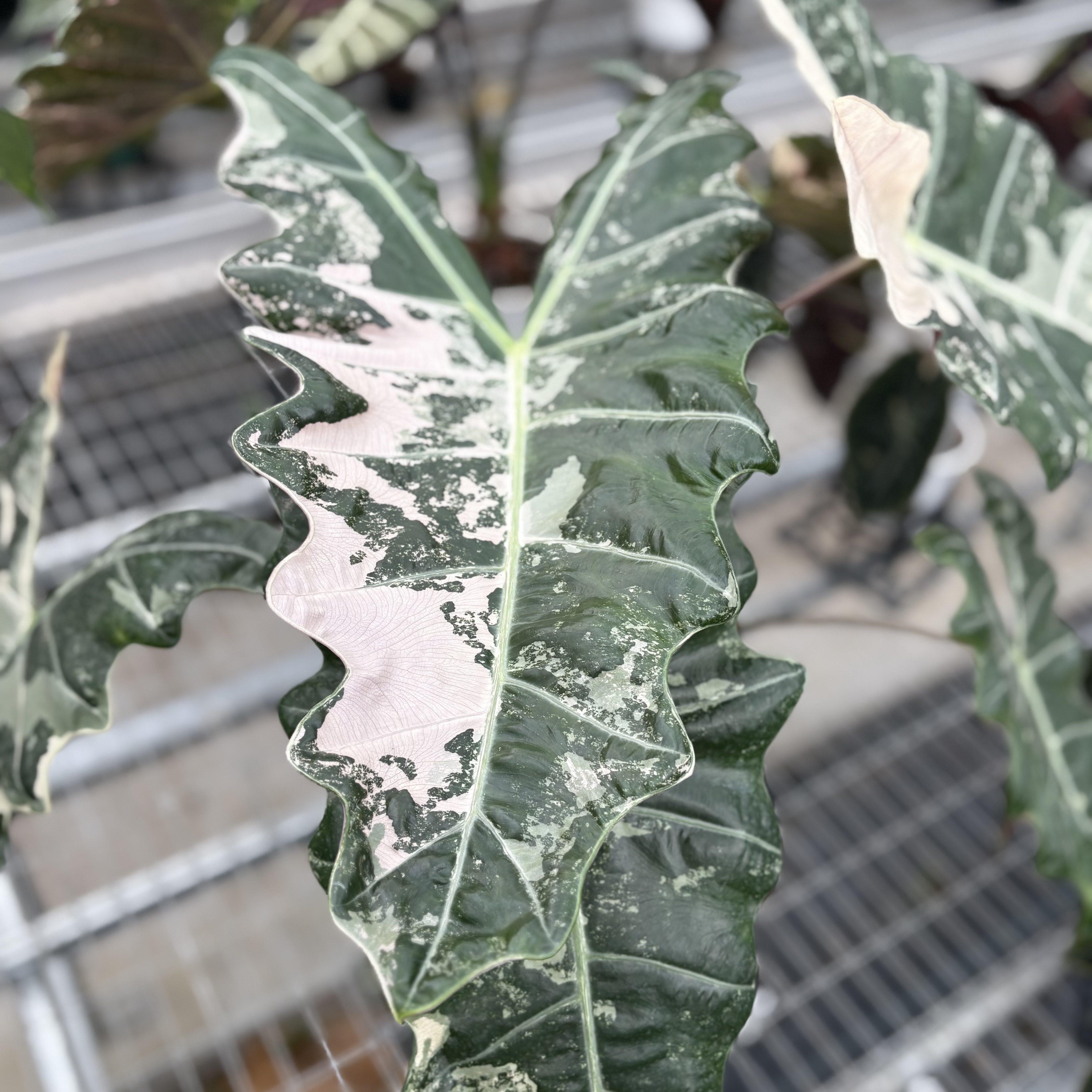Alocasia Psuedo Sanderiana Pink Variegated