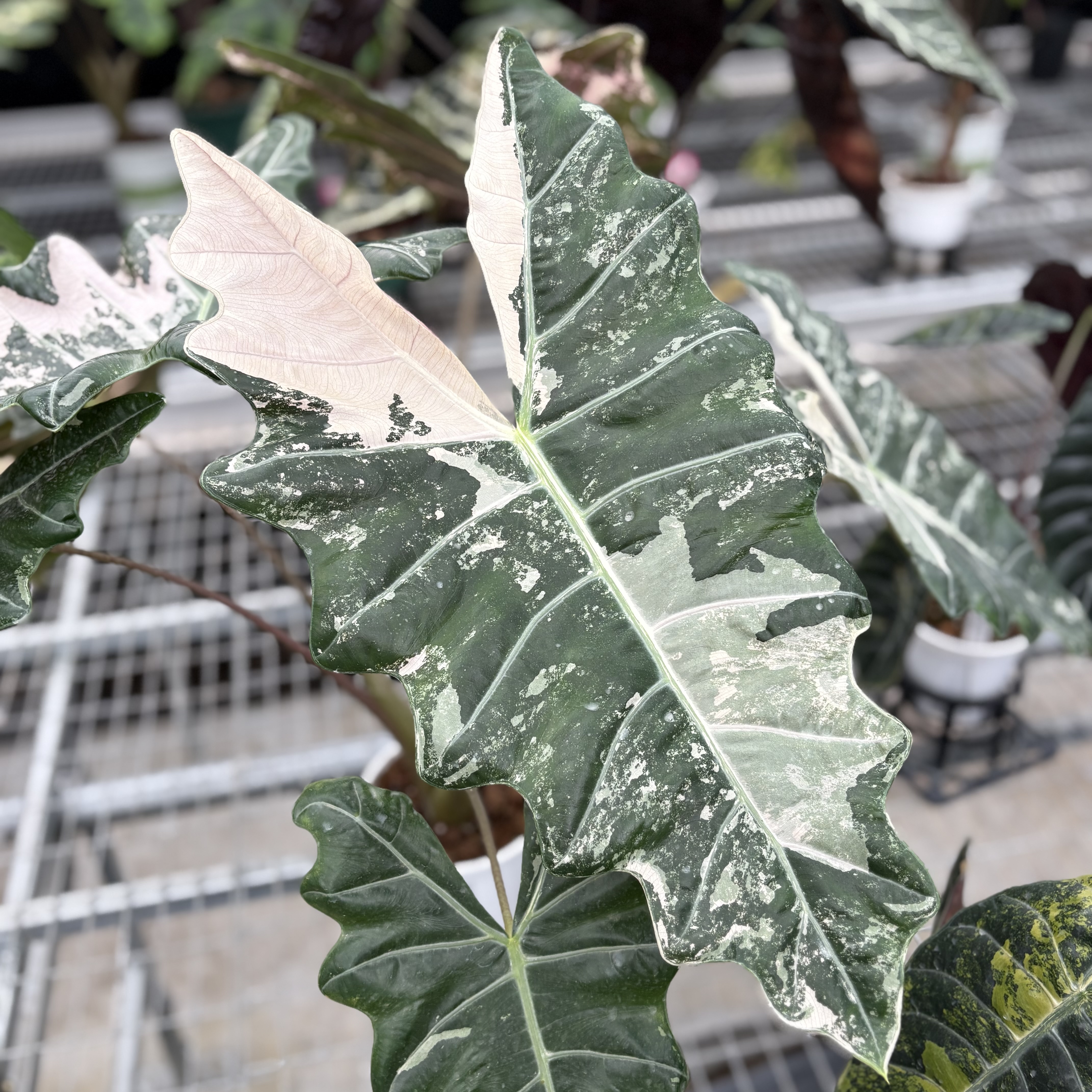 Alocasia Psuedo Sanderiana Pink Variegated