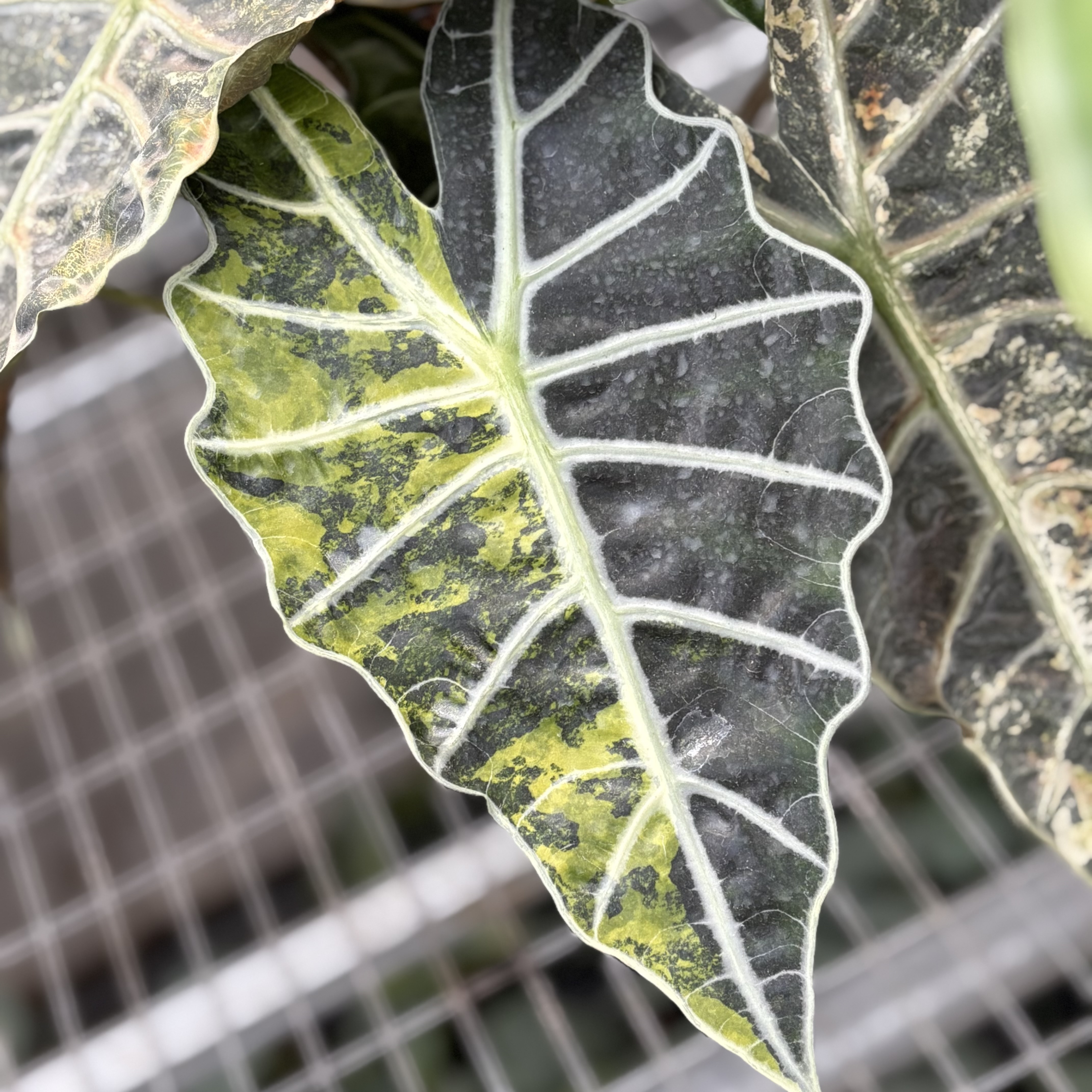 Alocasia Polly Aurea Variegated