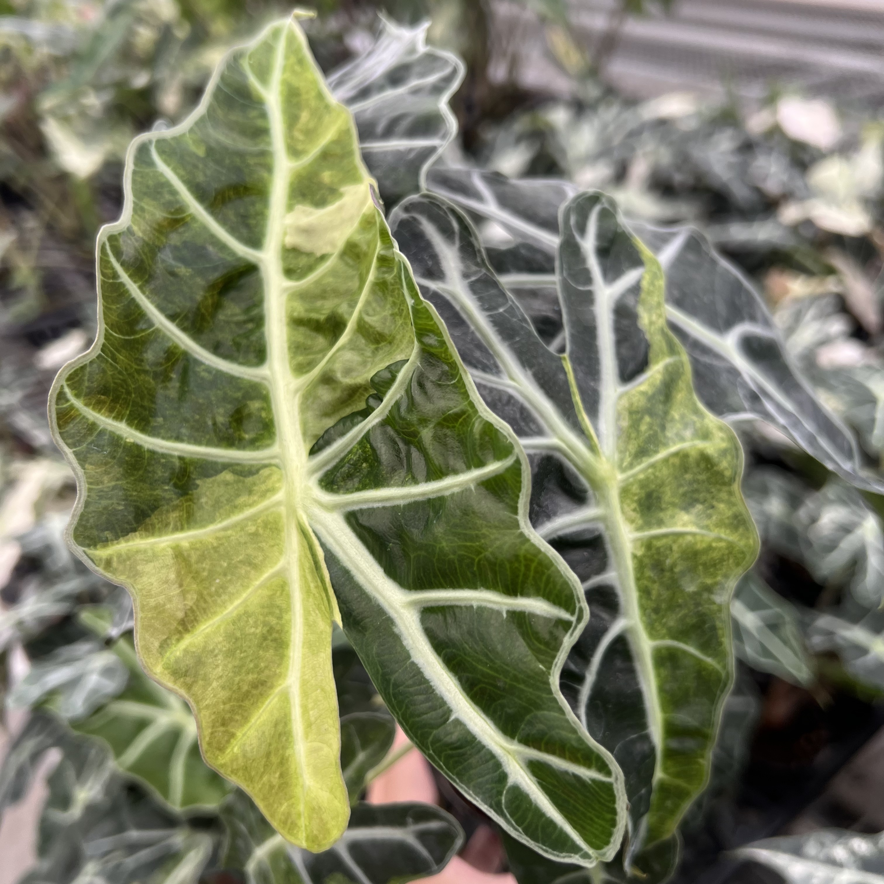 Alocasia Polly Aurea Variegated