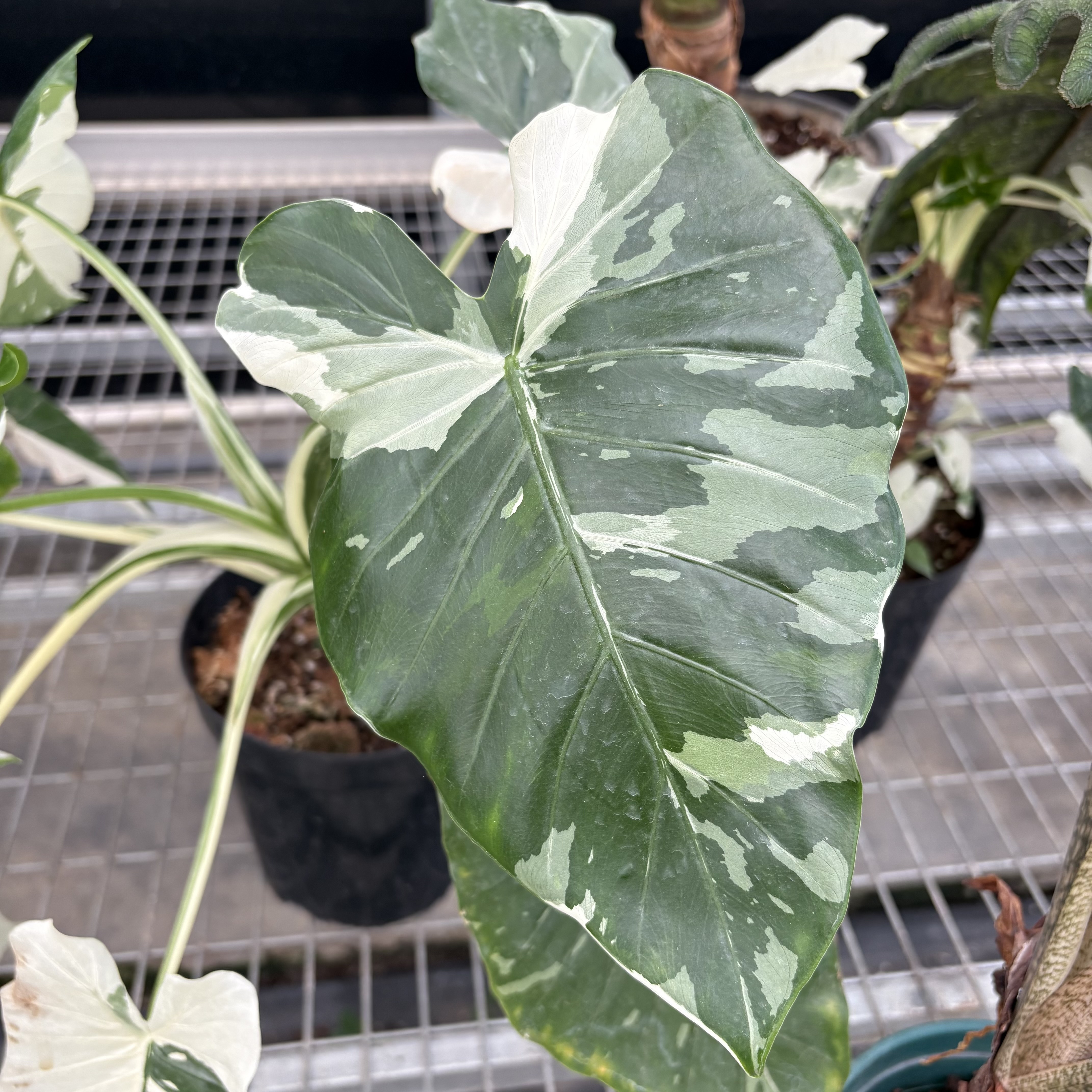 Alocasia Odora Sliver Albo Variegated