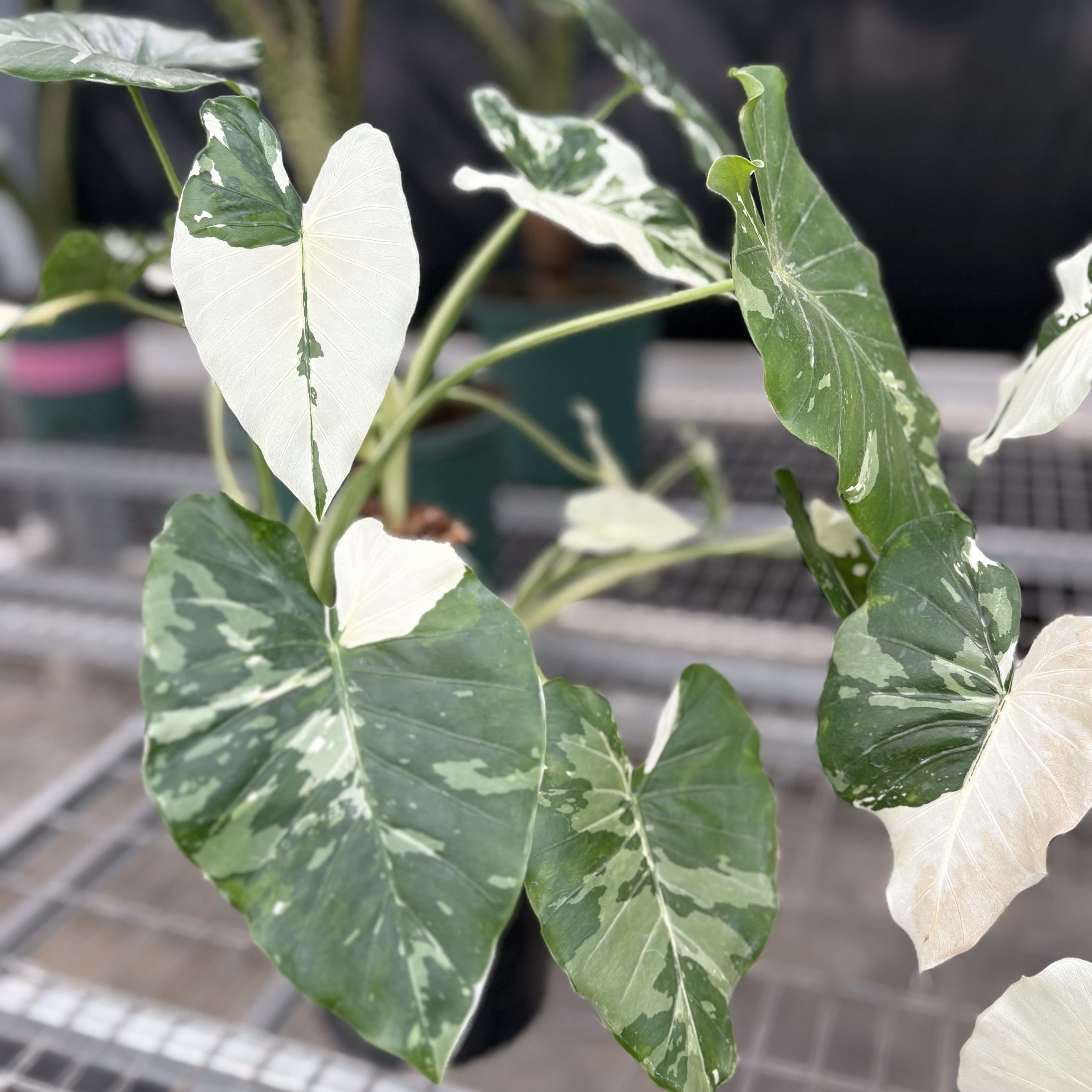 Alocasia Odora Sliver Albo Variegated