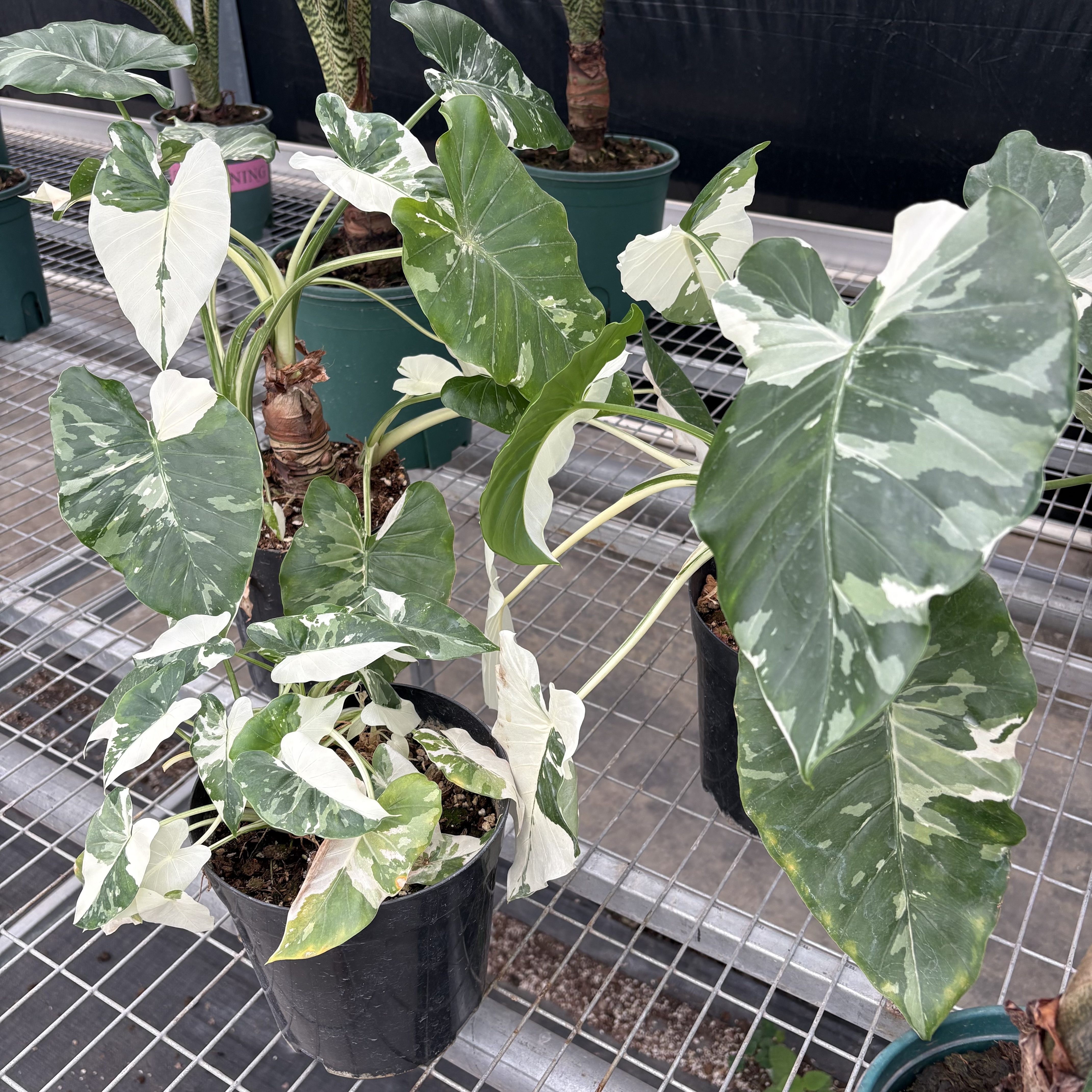 Alocasia Odora Sliver Albo Variegated