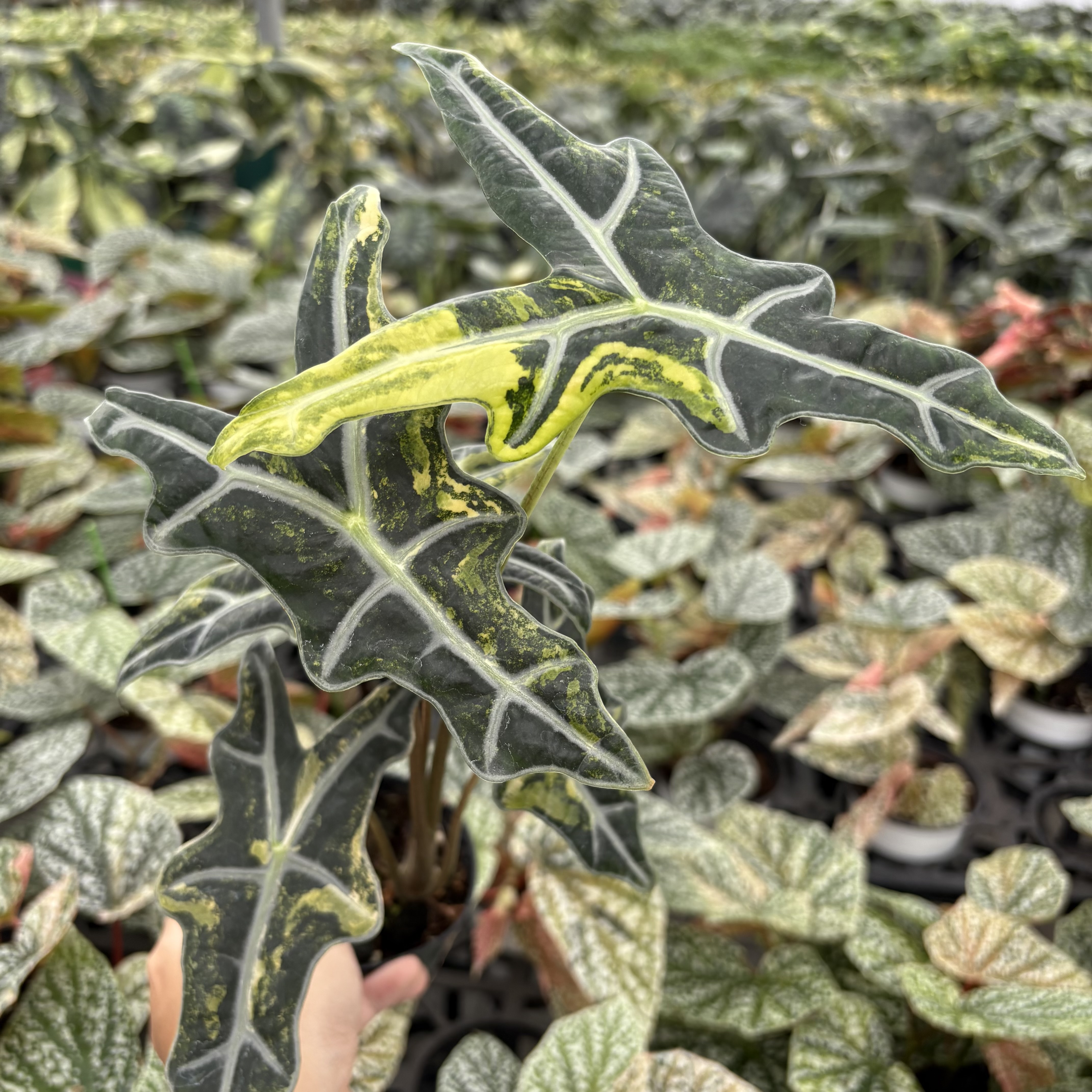Alocasia Nobilis Aurea Variegated
