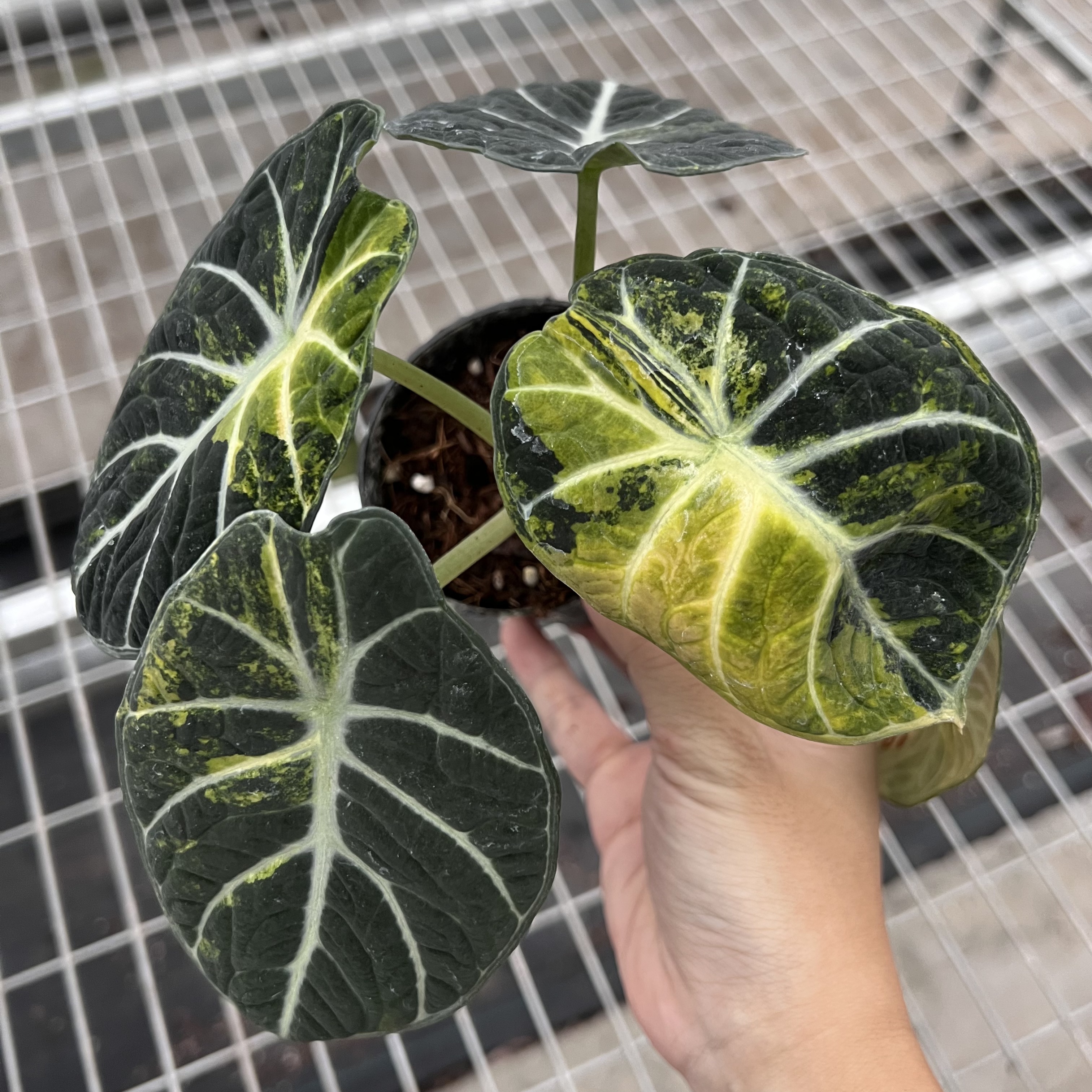 Alocasia Ninja Aurea