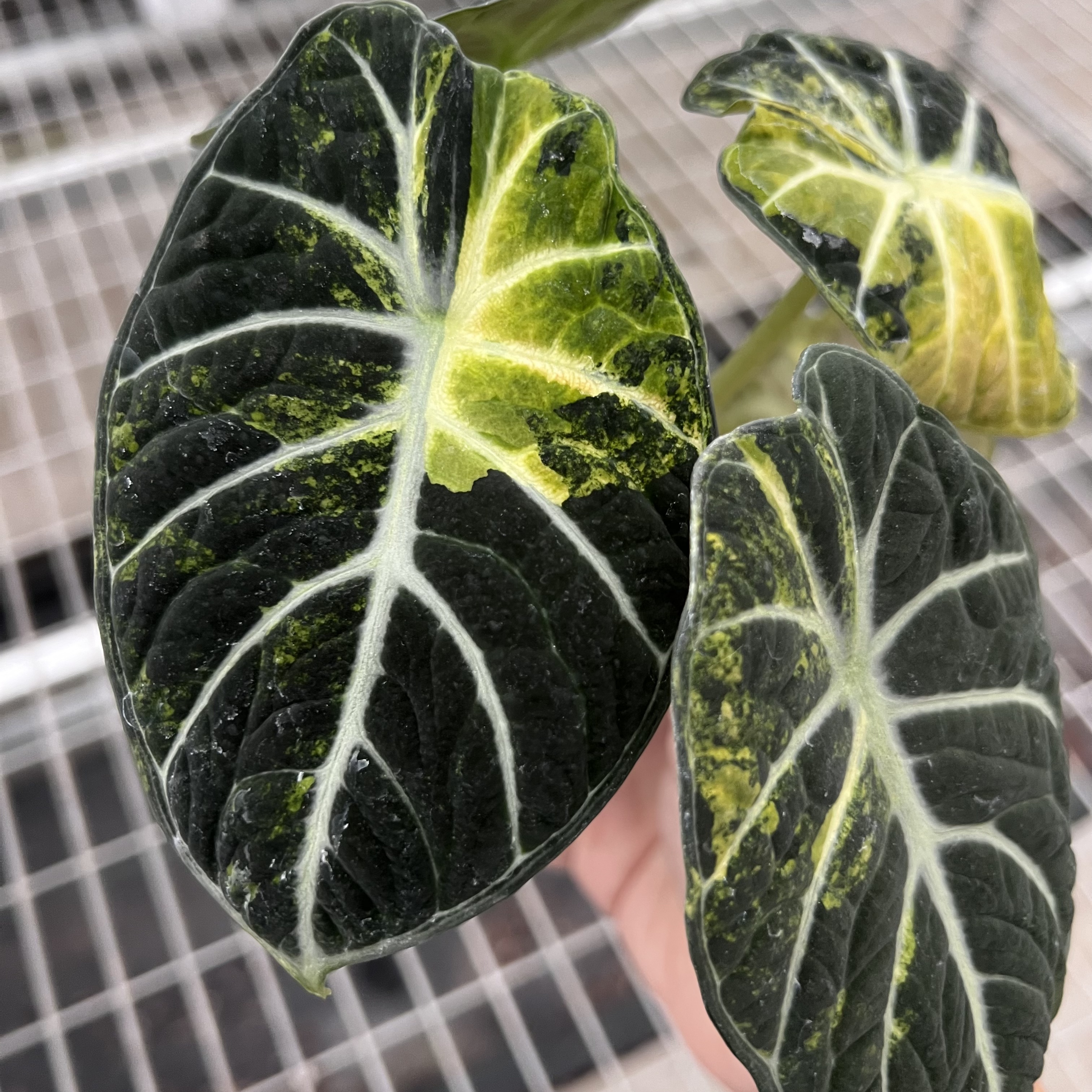 Alocasia Ninja Aurea