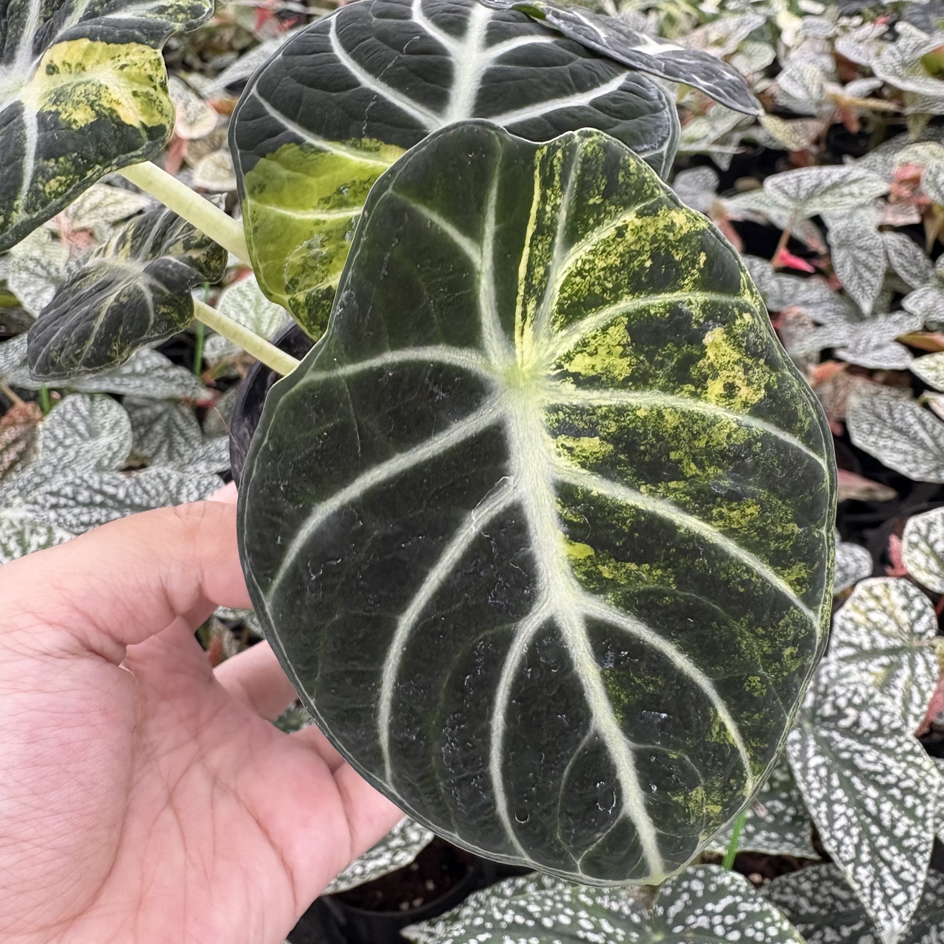 Alocasia Ninja Aurea