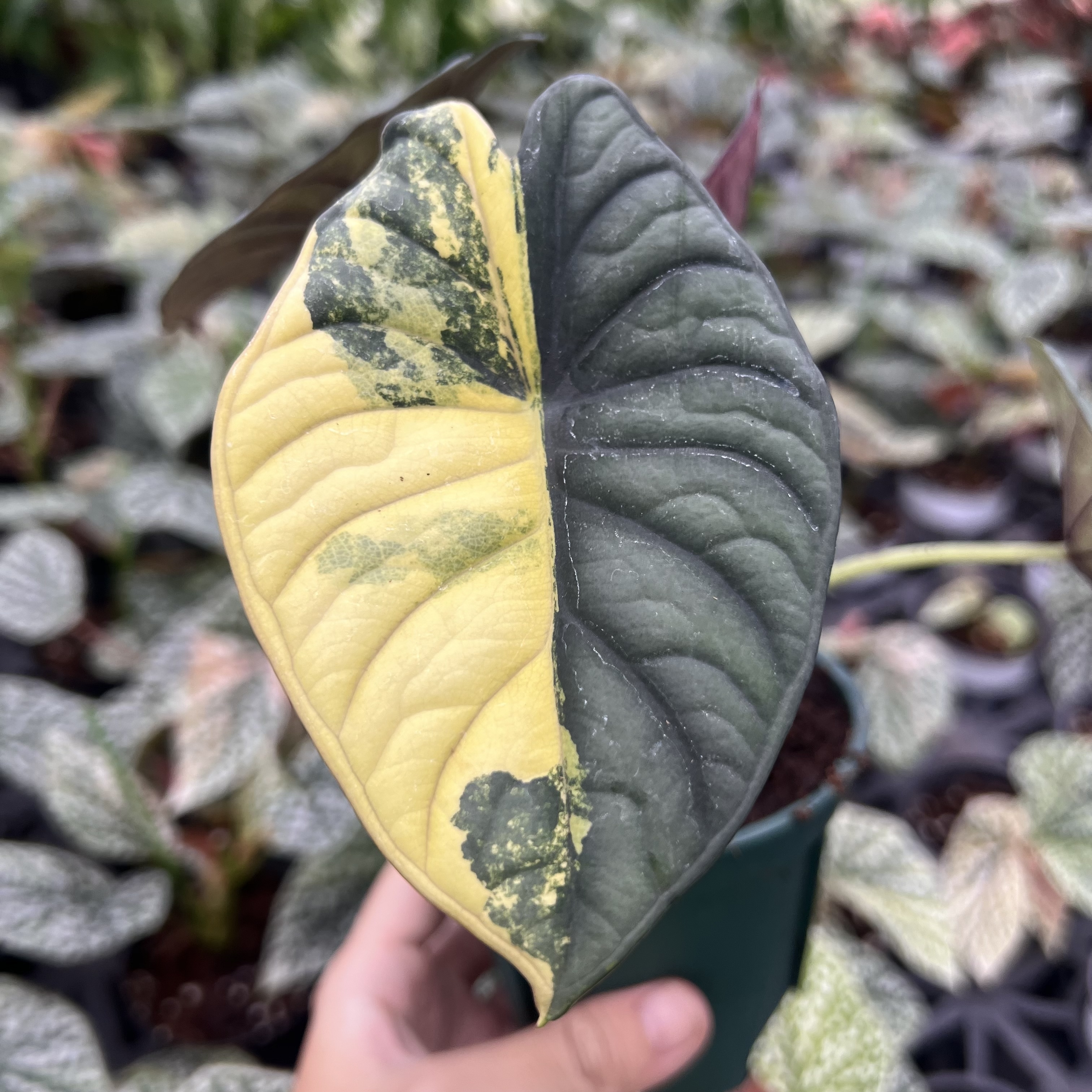 Alocasia Nebula Aurea Variegated