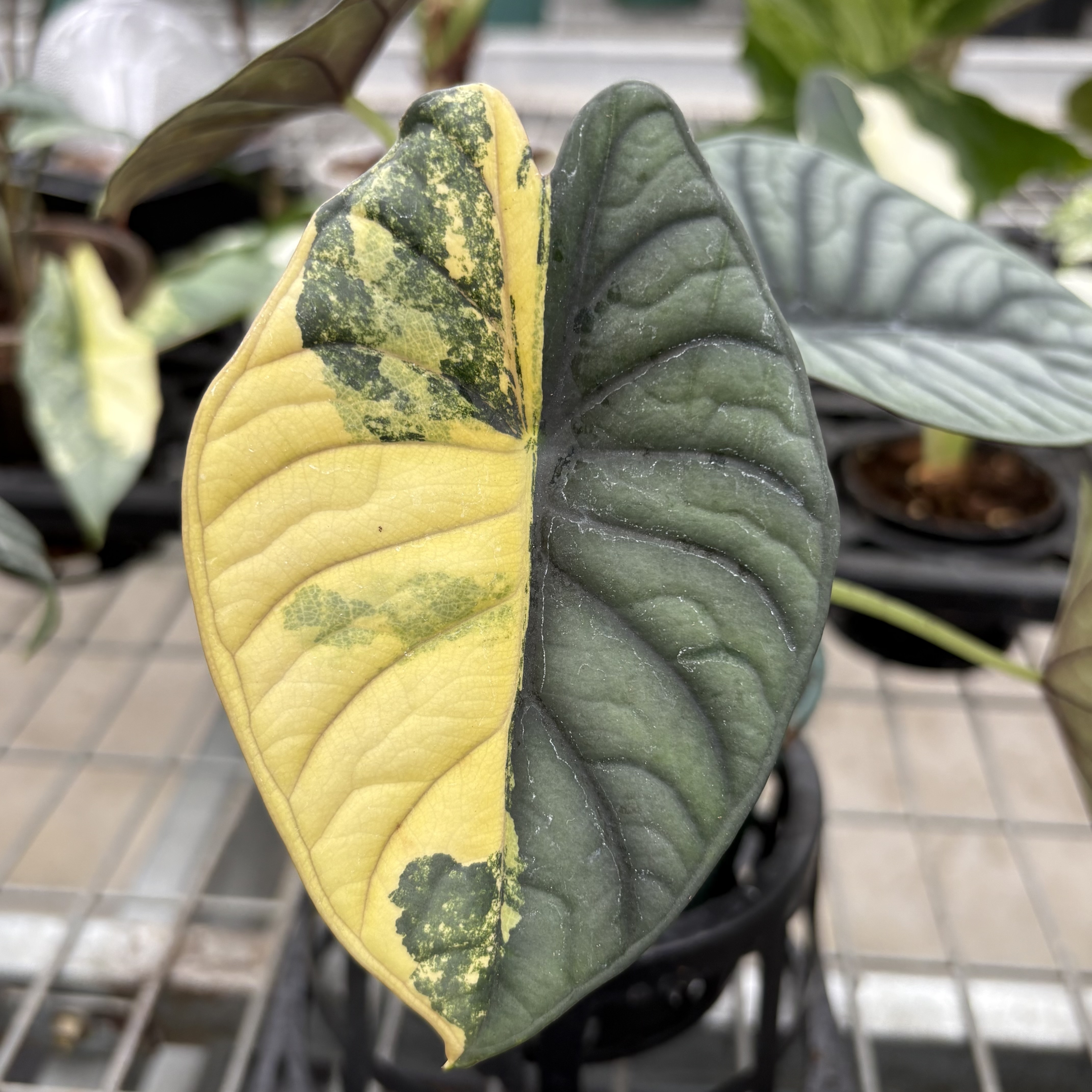 Alocasia Nebula Aurea Variegated