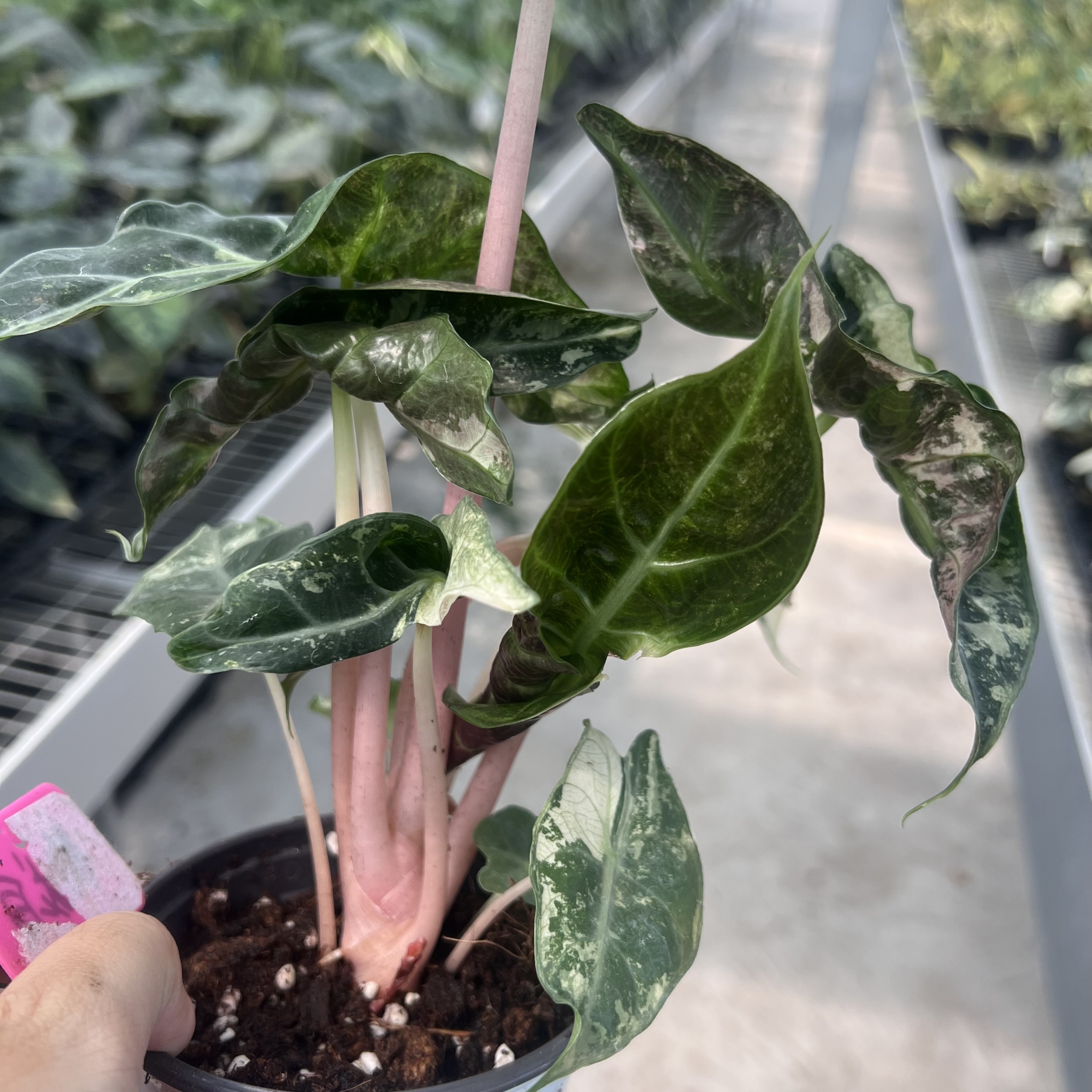 Alocasia Nairobi Nights Variegated