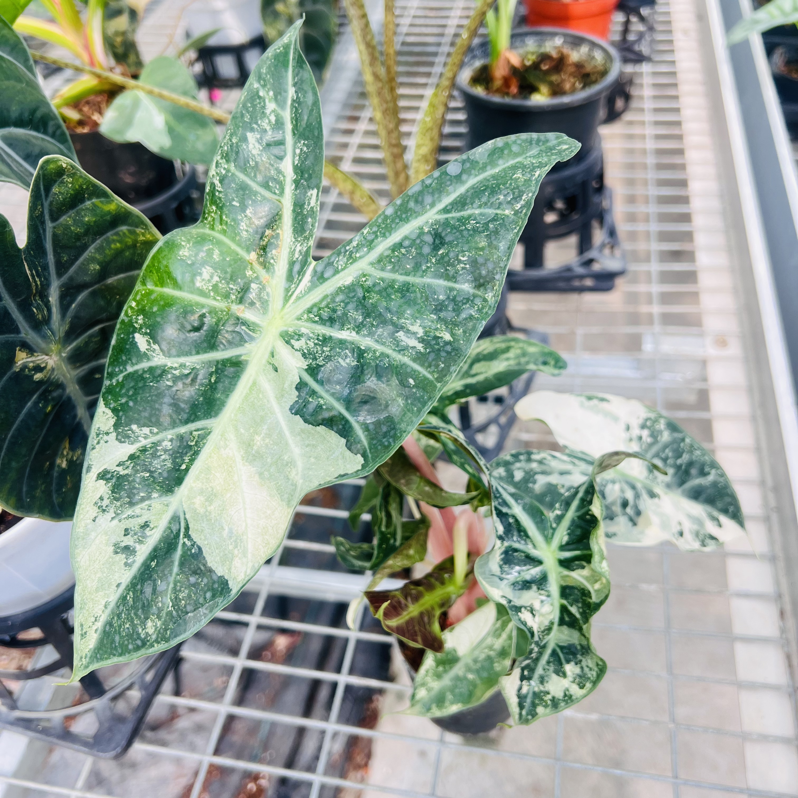 Alocasia Nairobi Nights Variegated