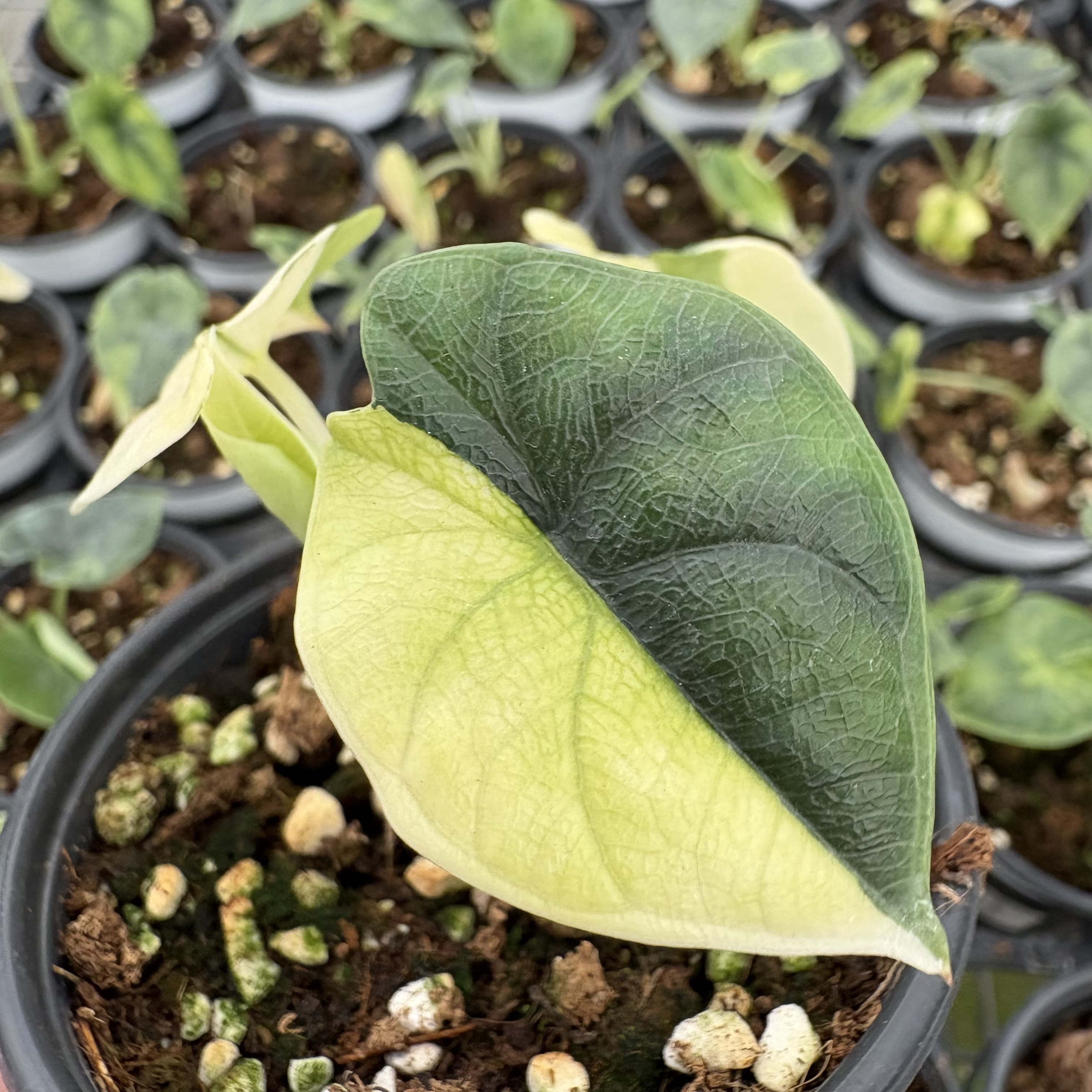 Alocasia Melo Aurea Variegated