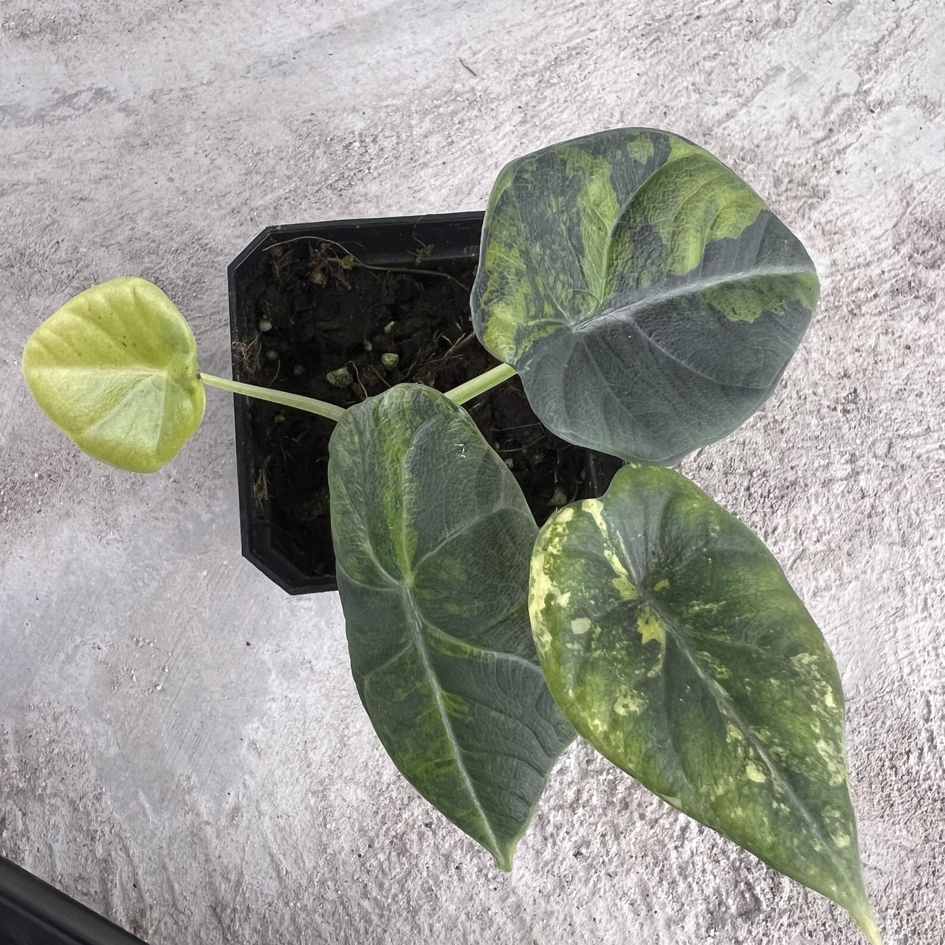 Alocasia Maharani Aurea Variegated
