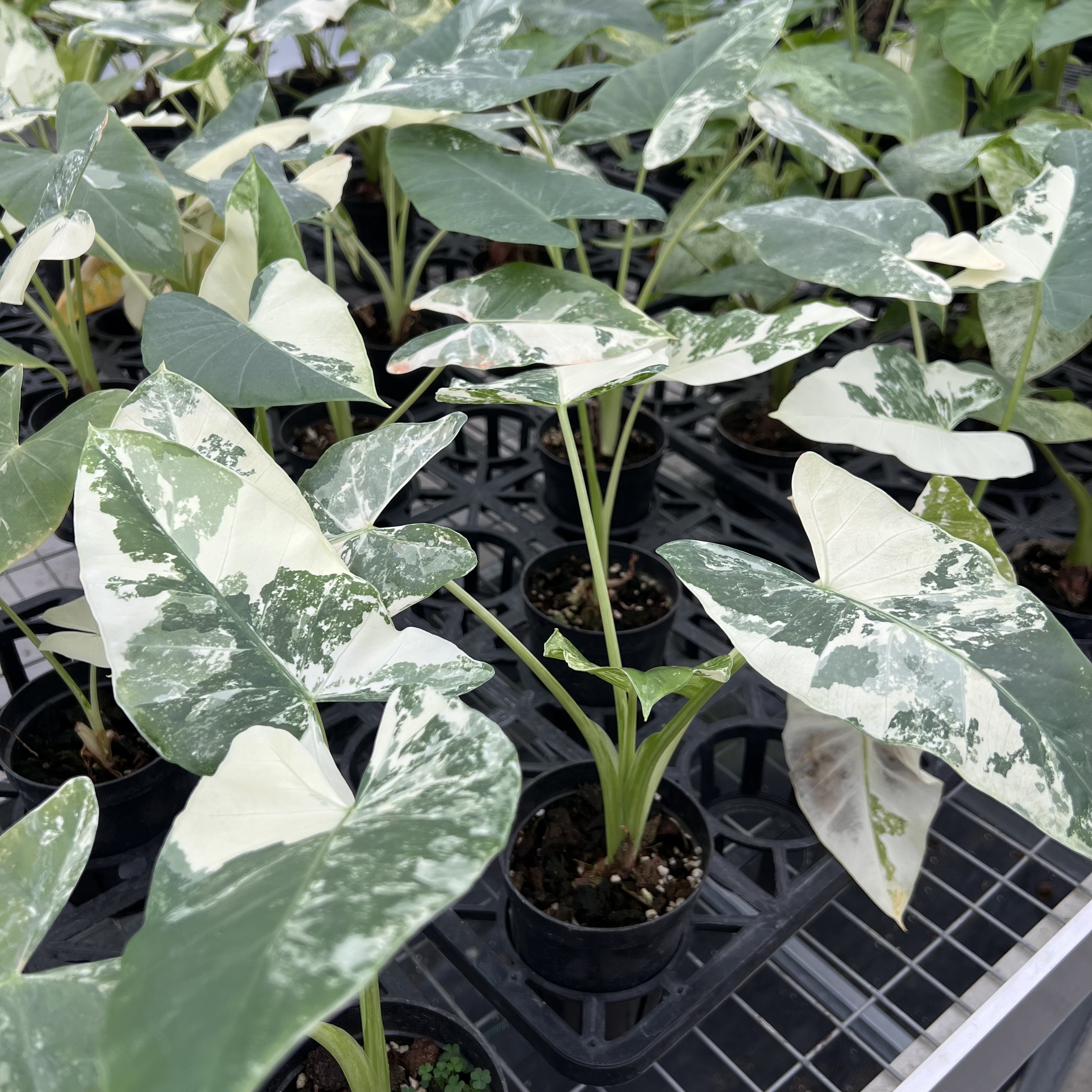 Alocasia Macrorrhizos Camouflage