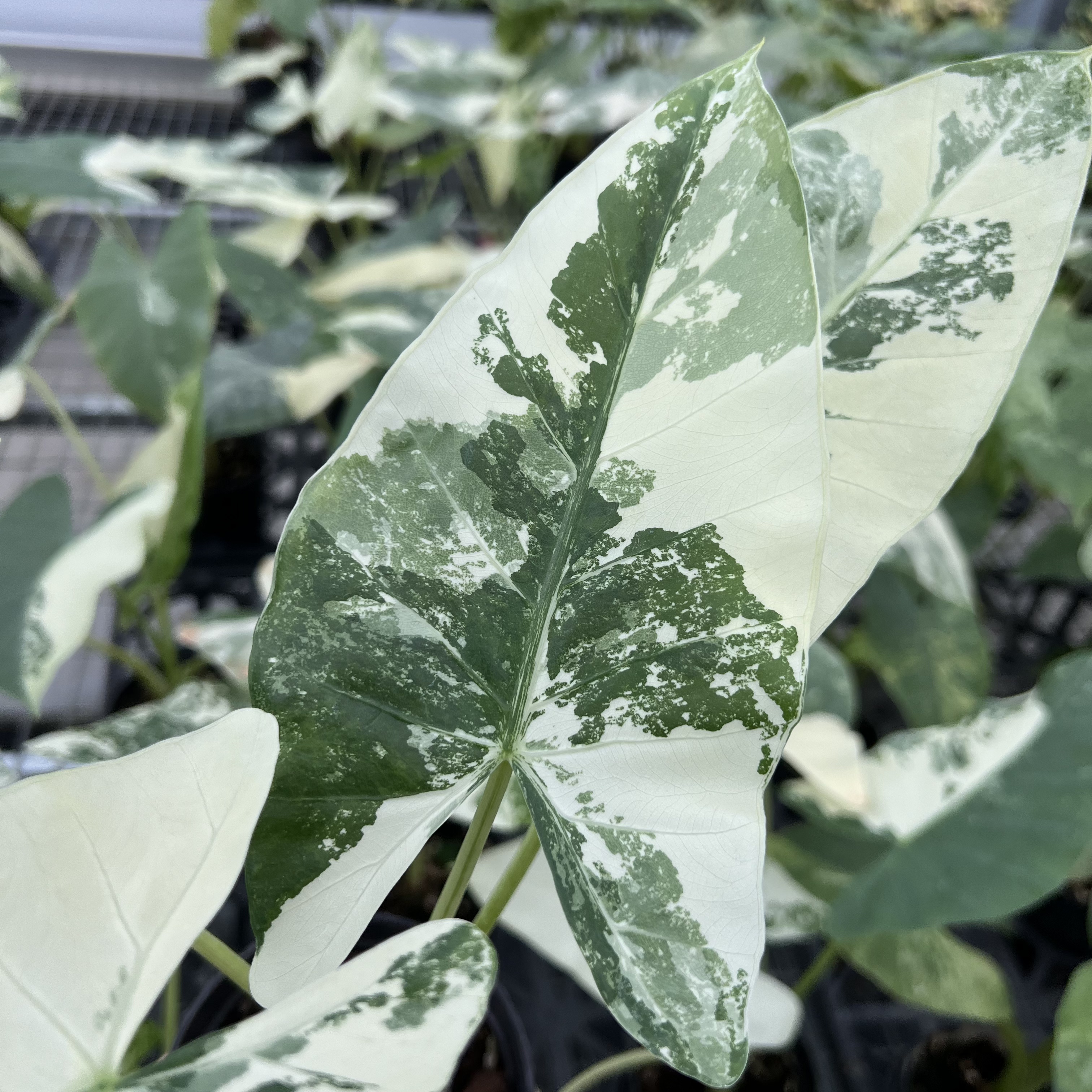 Alocasia Macrorrhizos Camouflage