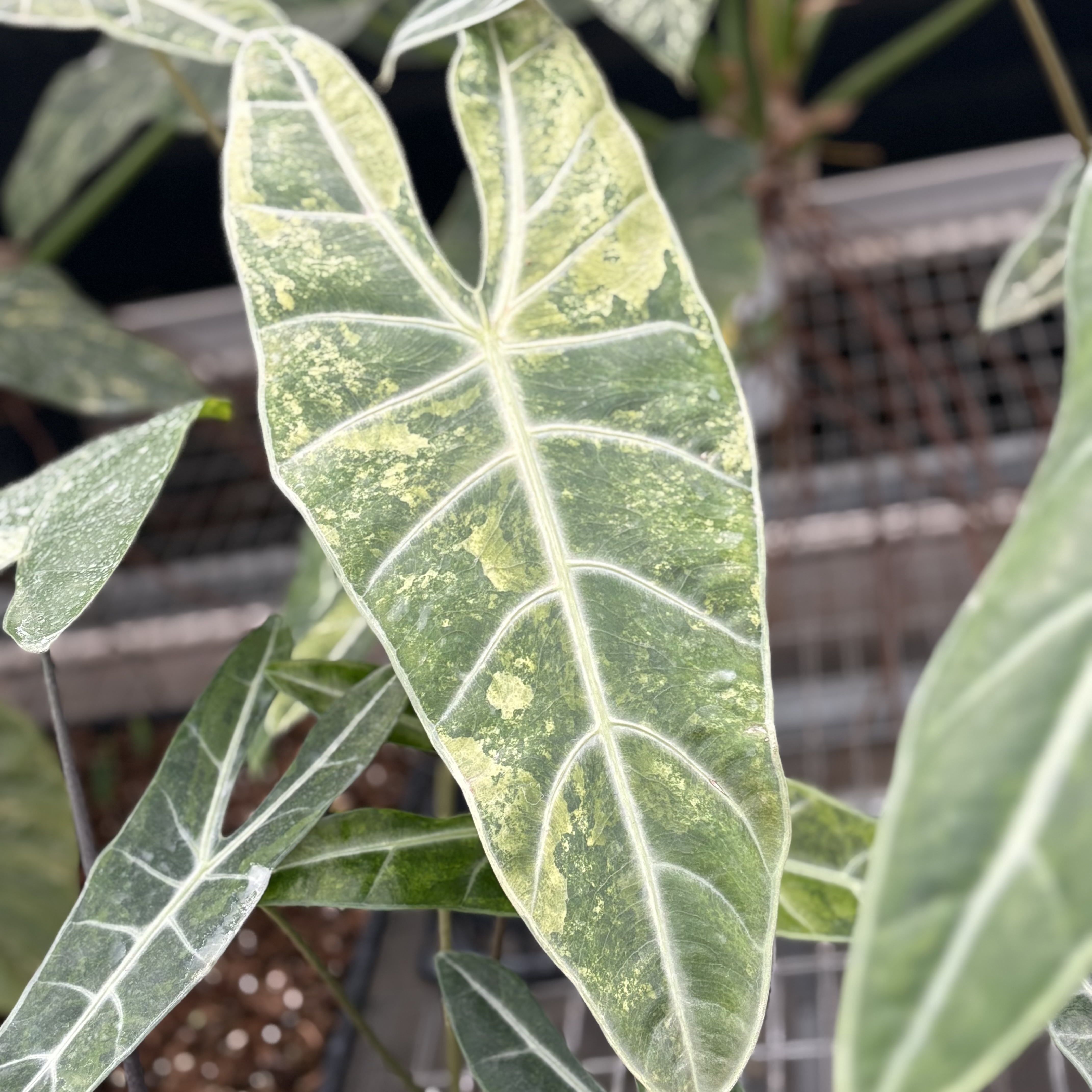 Alocasia Longiloba Silver Aurea Variegated