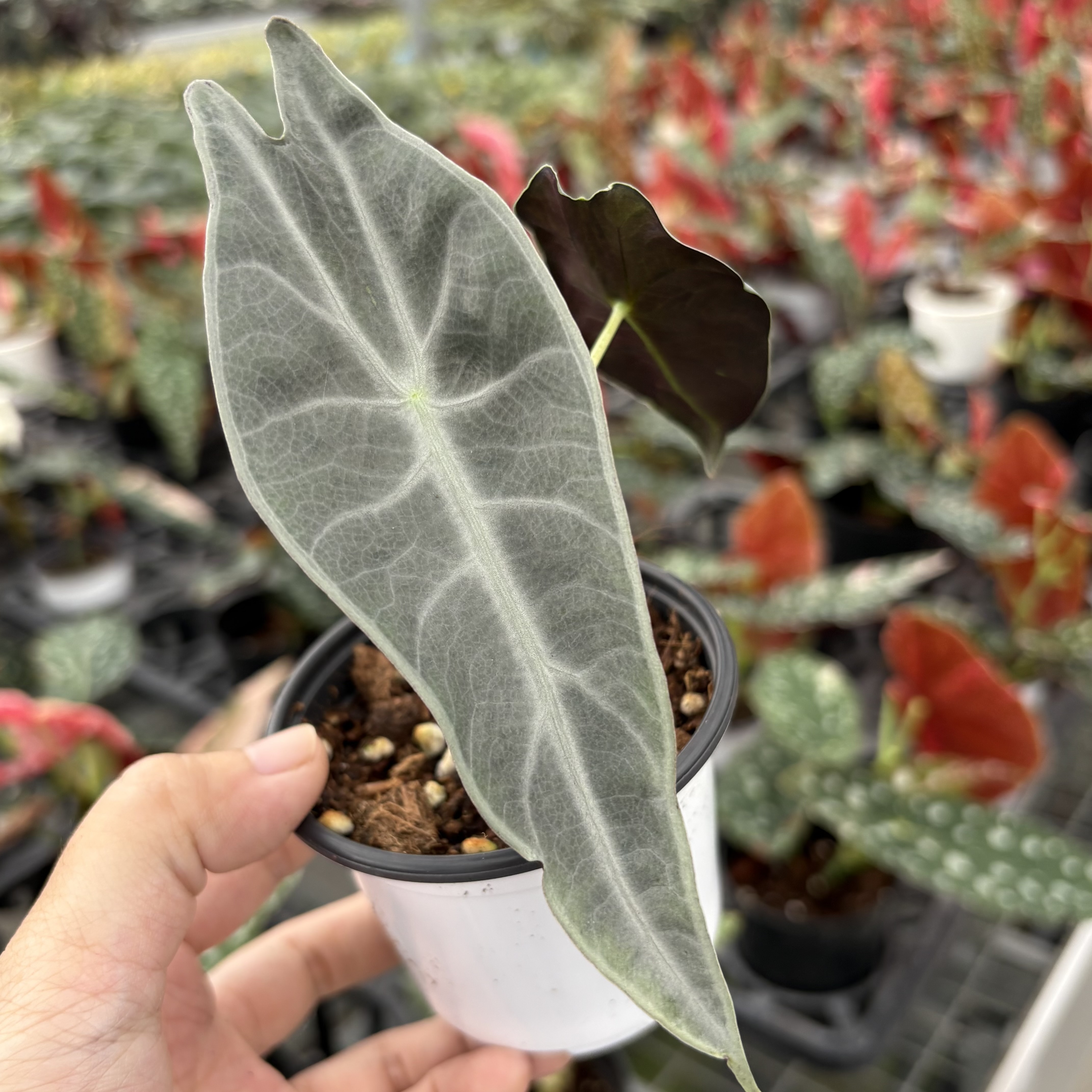 Alocasia Longiloba Purple