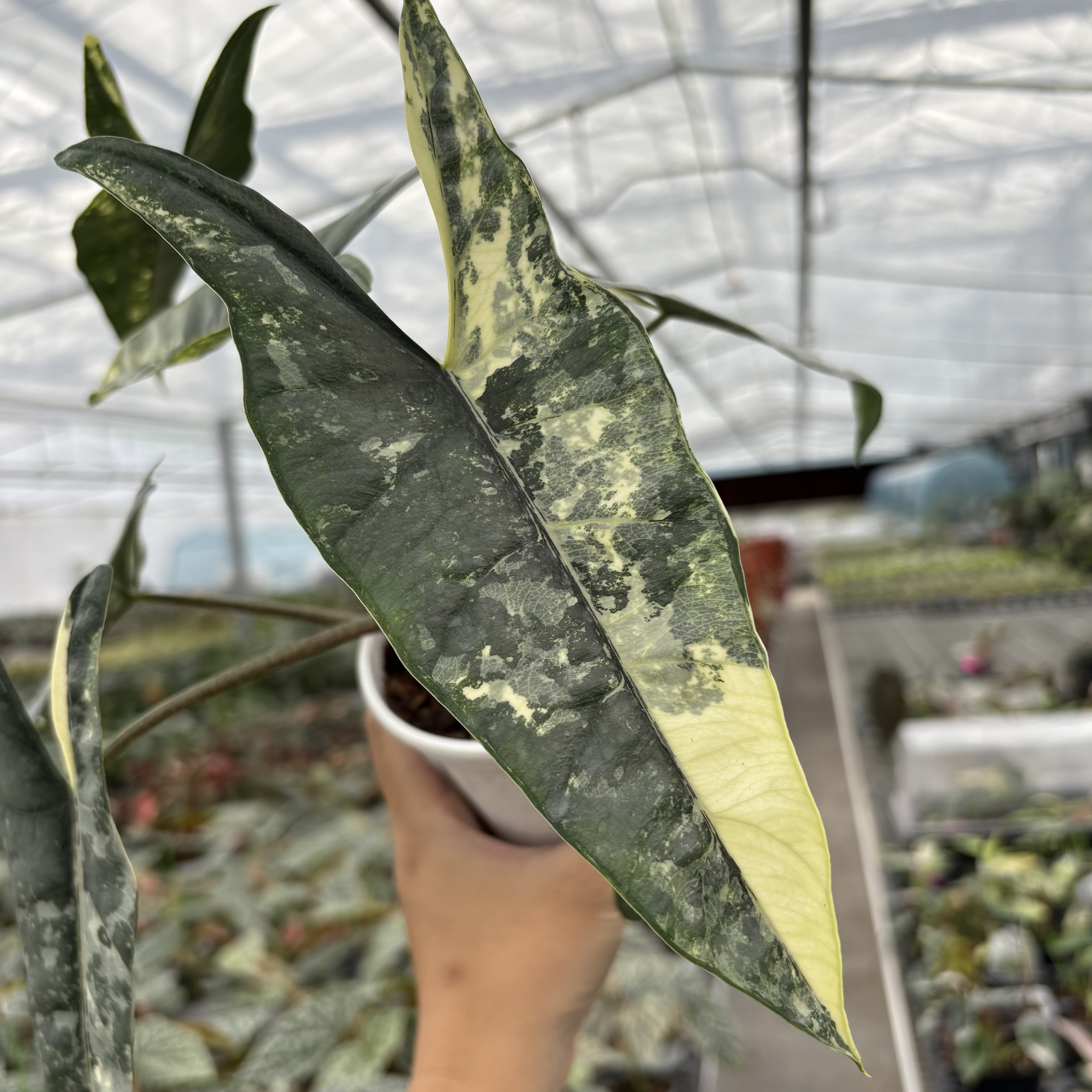 Alocasia Heterophylla Metallic Blue Albo Variegated
