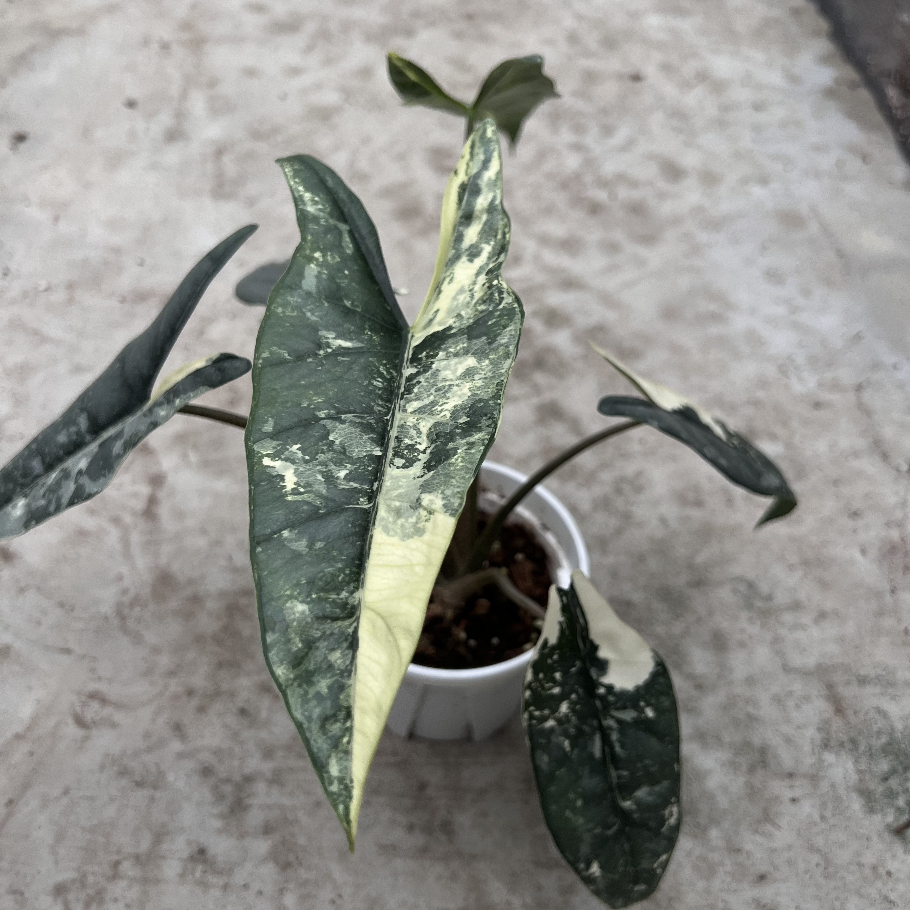 Alocasia Heterophylla Metallic Blue Albo Variegated