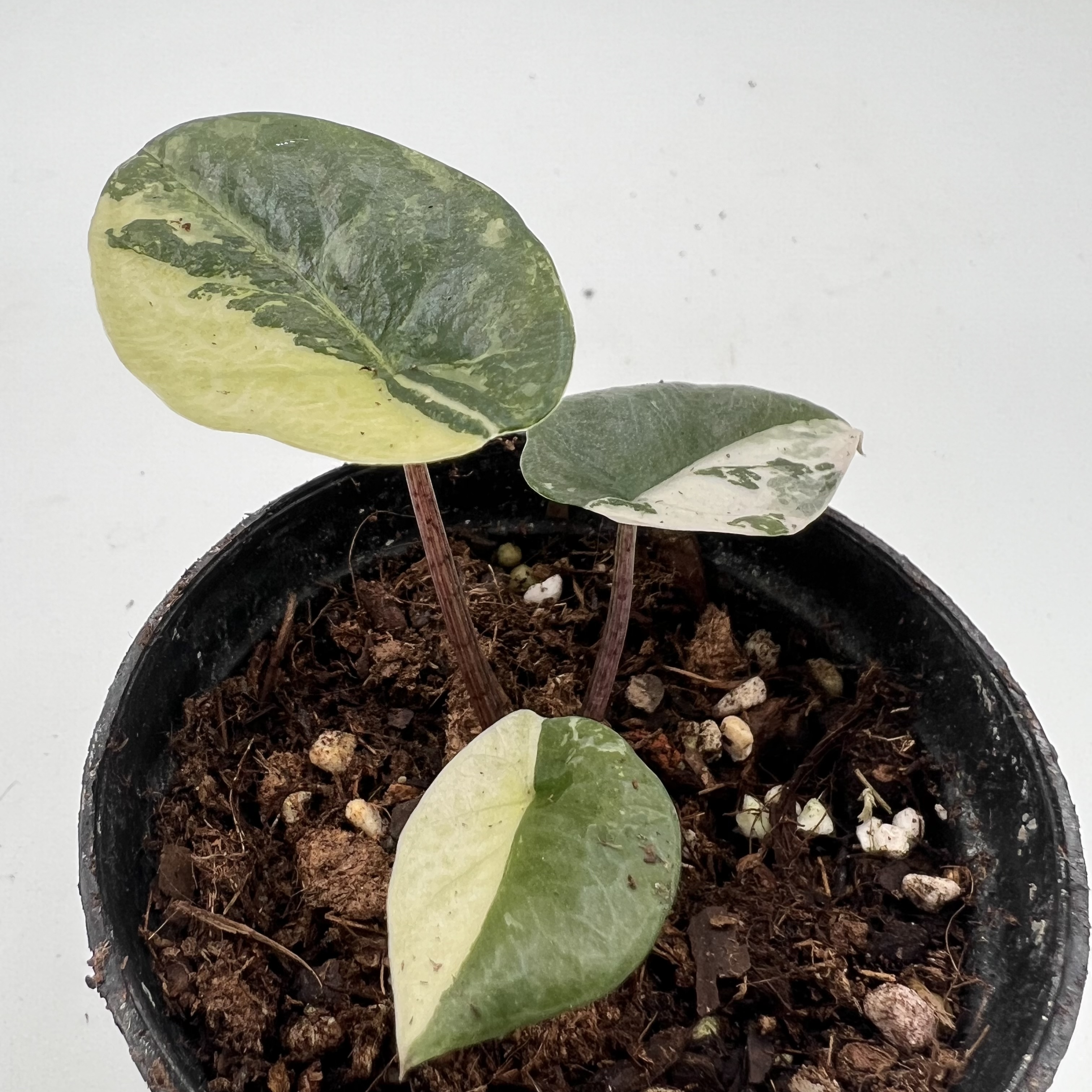 Alocasia Heterophylla Metallic Blue Albo Variegated
