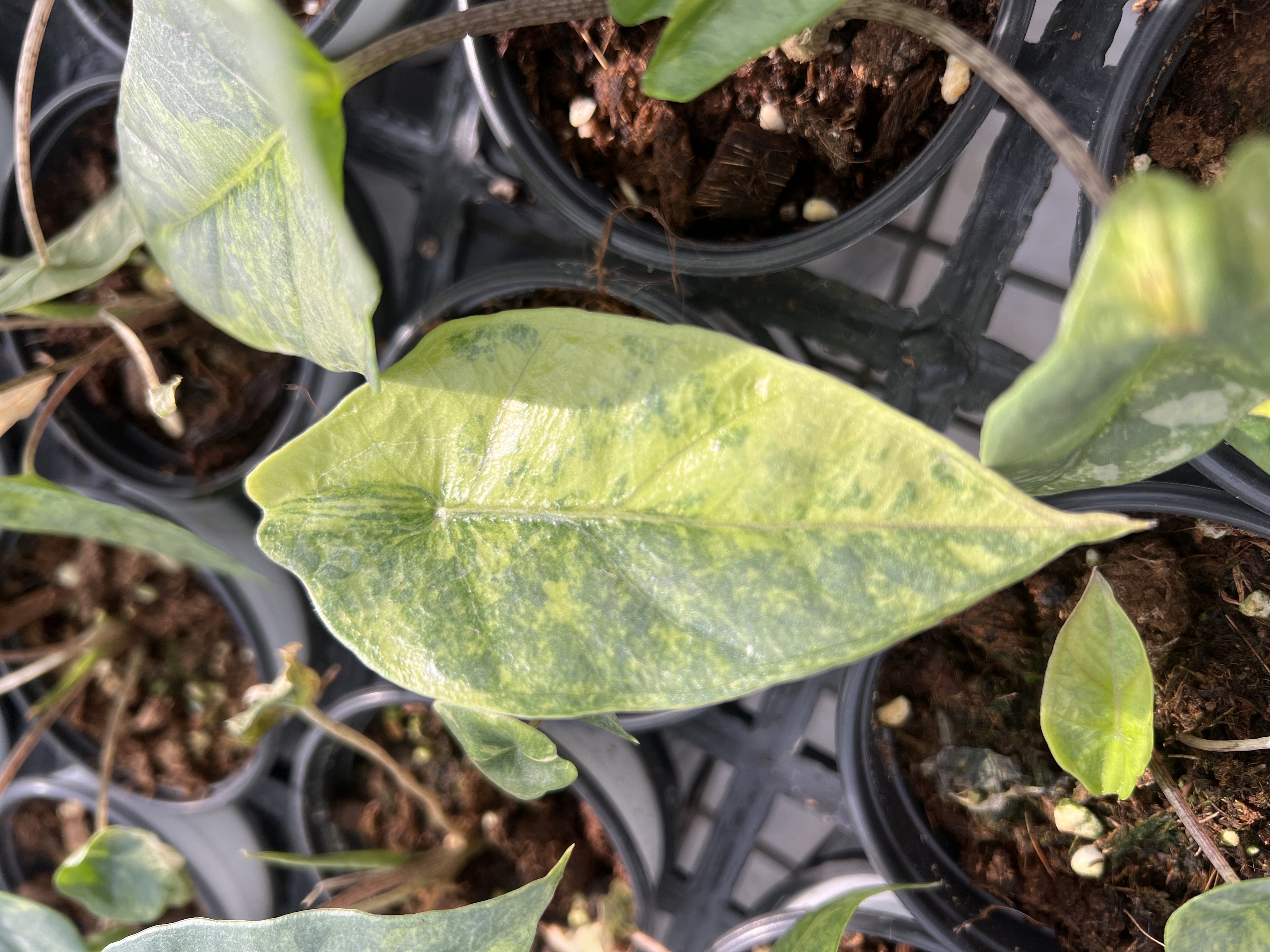 Alocasia Heterophylla Metallic Blue Aurea Variegated