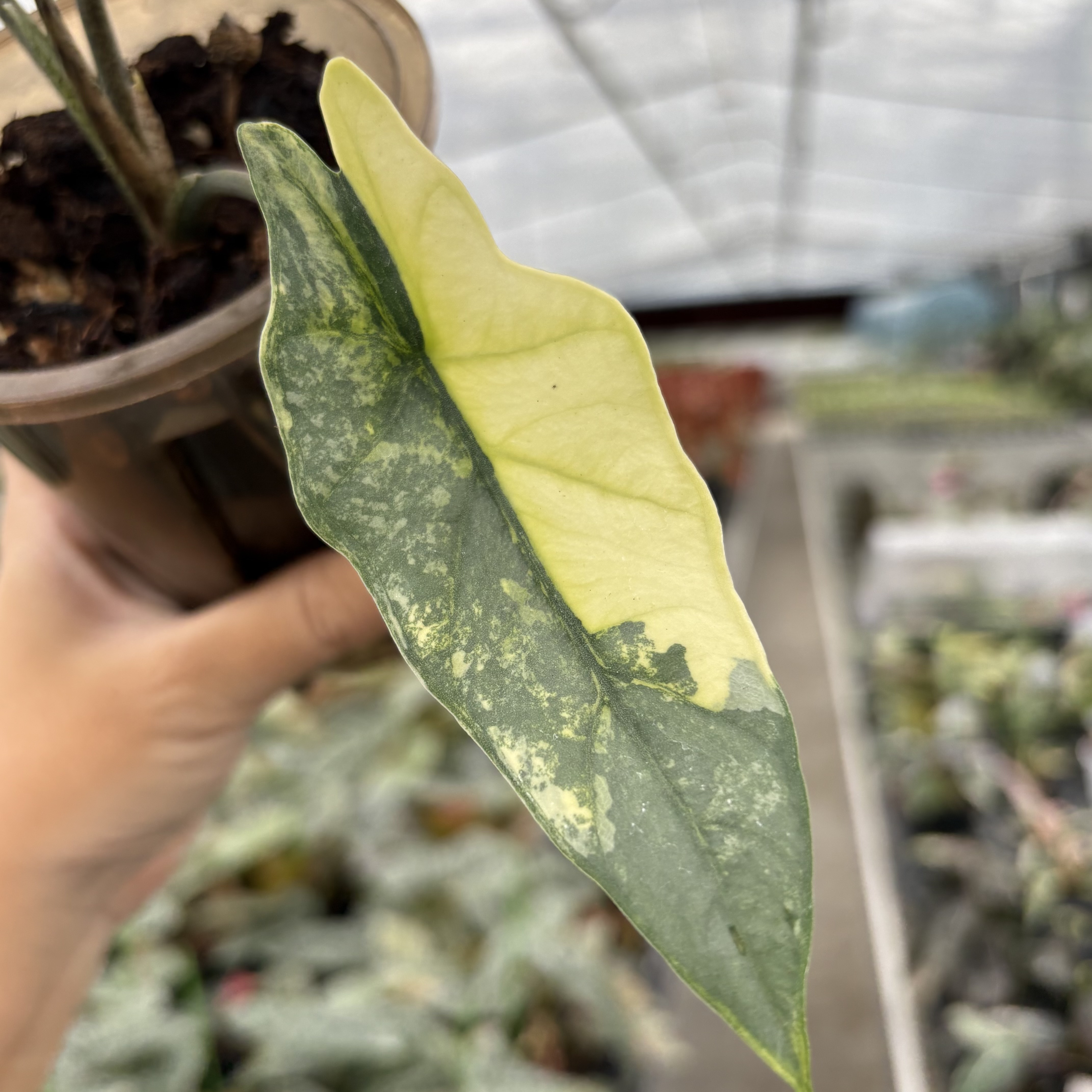 Alocasia Heterophylla Metallic Blue Aurea Variegated