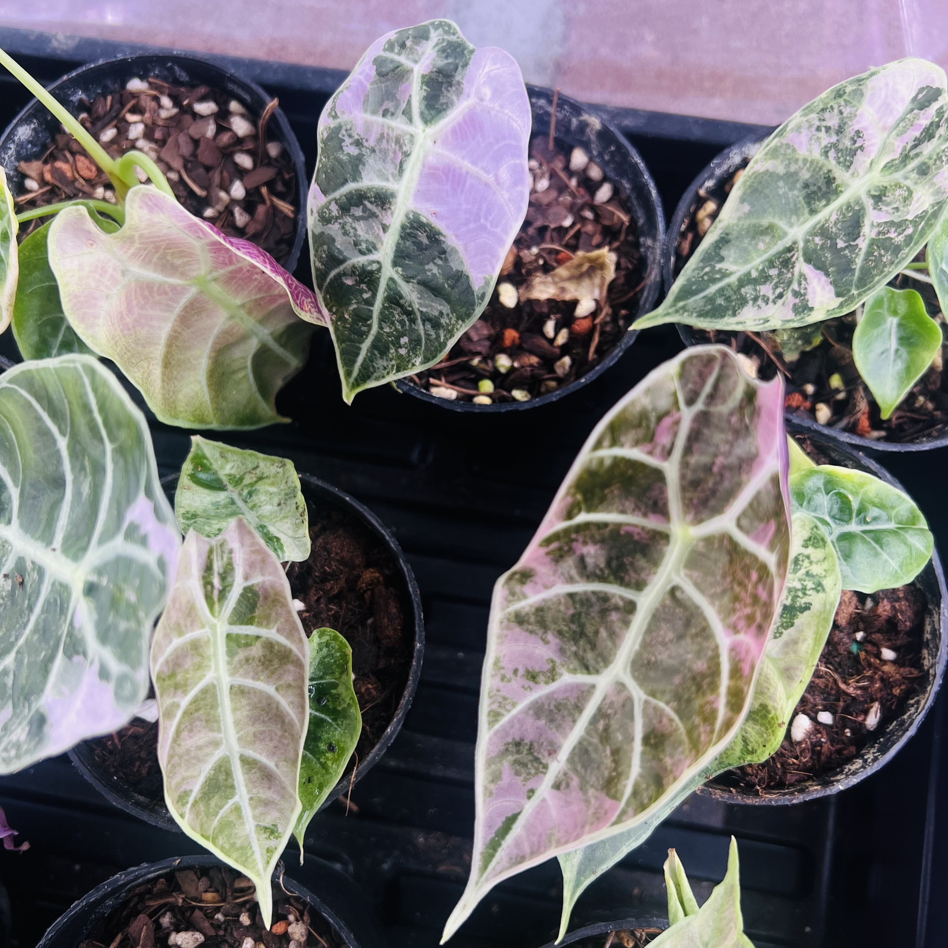 Alocasia Watsoniana Doff Pink Variegated