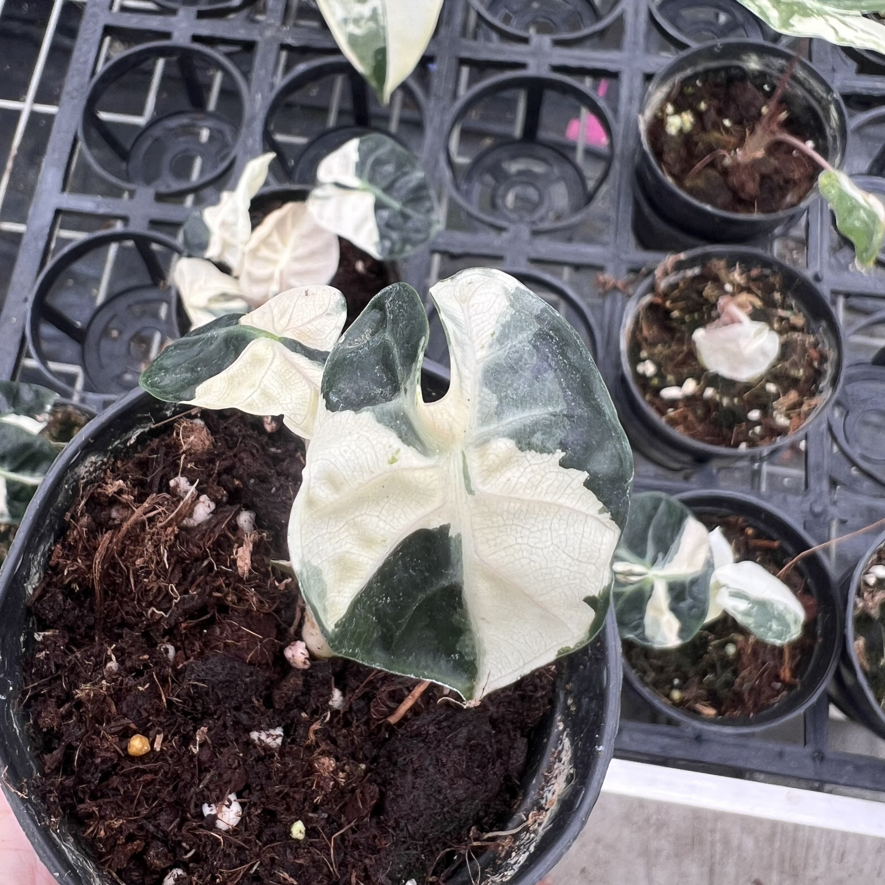 Alocasia Heart Balloon Pink Variegated