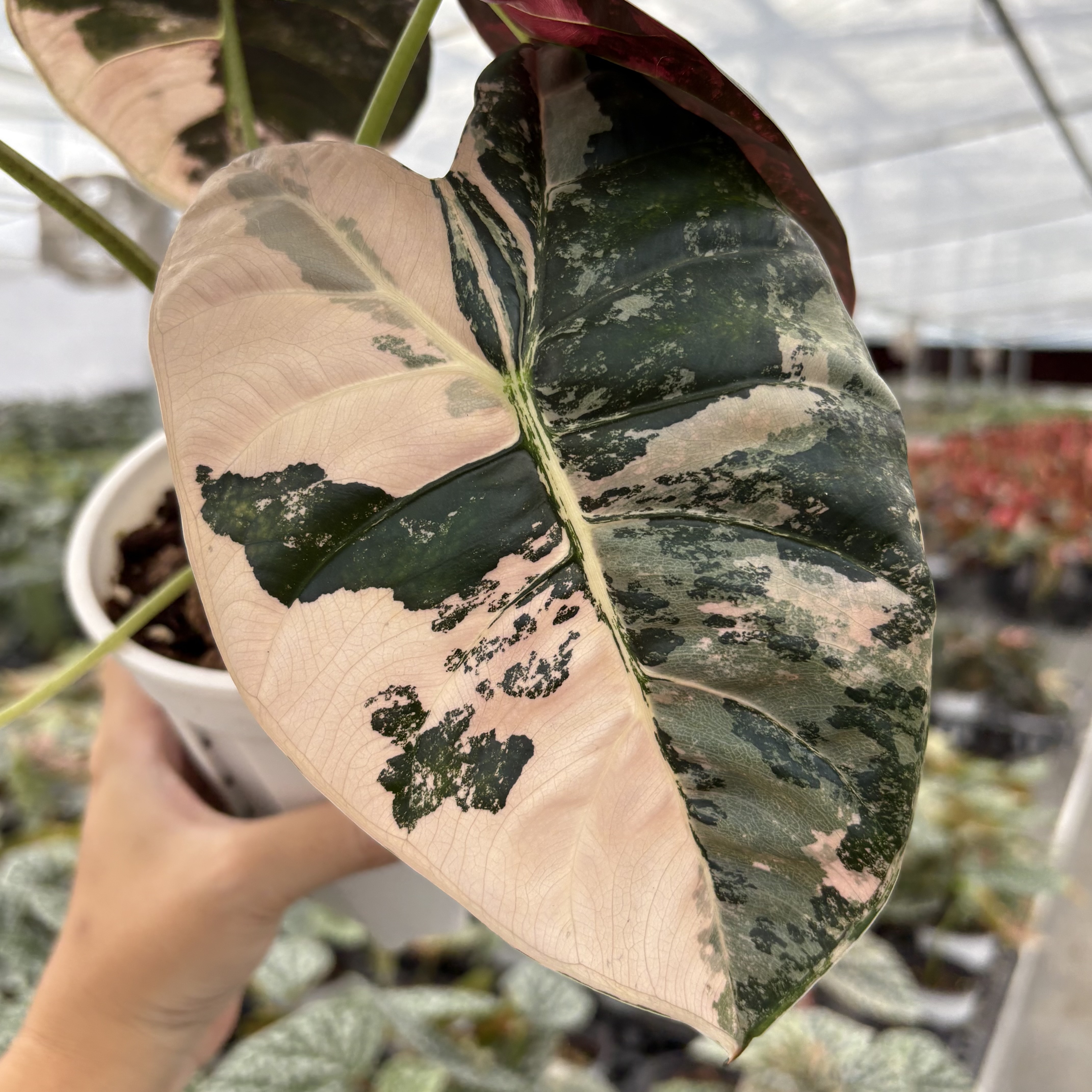 Alocasia Golden Bone Pink Variegated